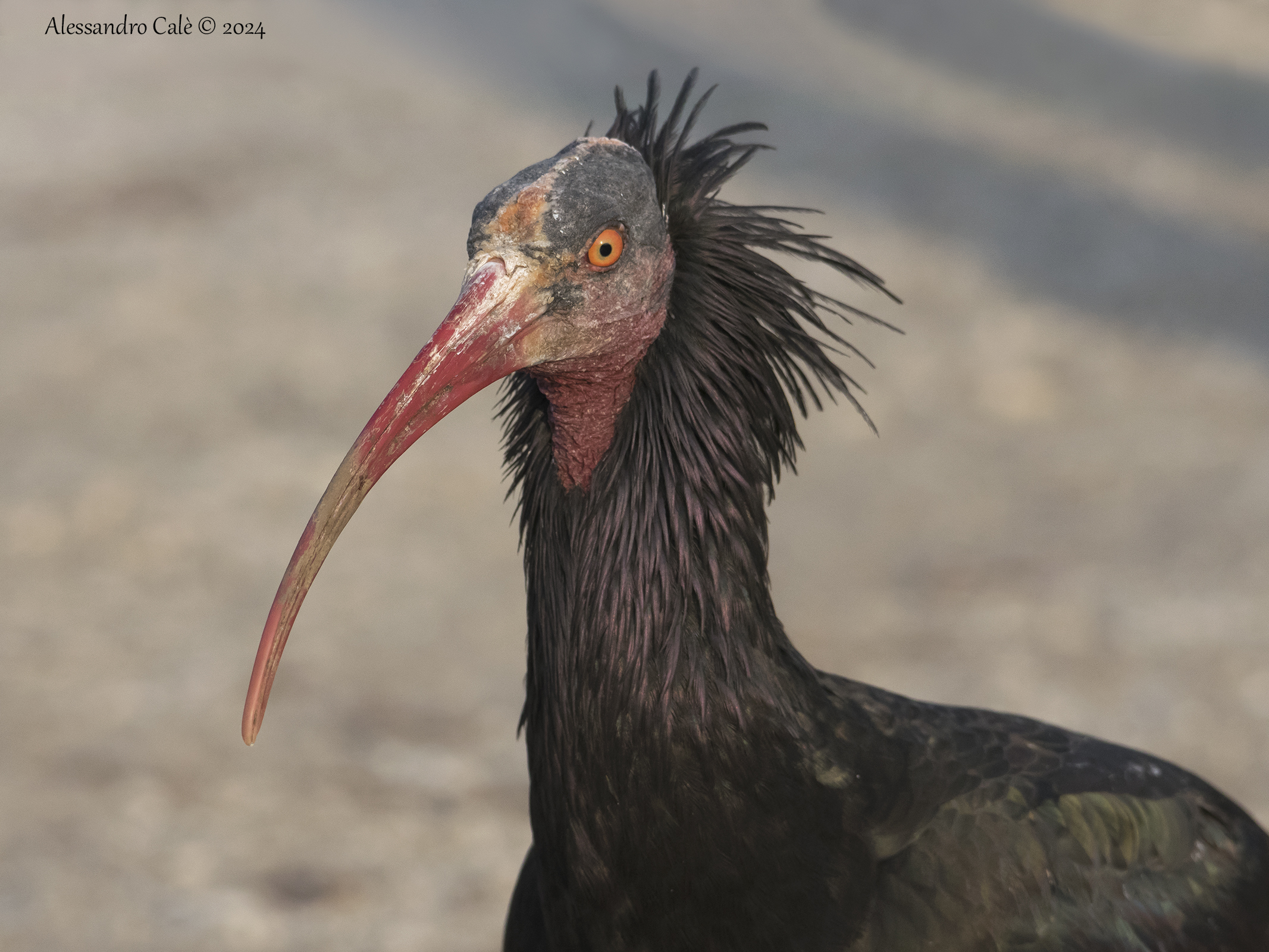 Geronticus eremita (Ibis eremita) 5127