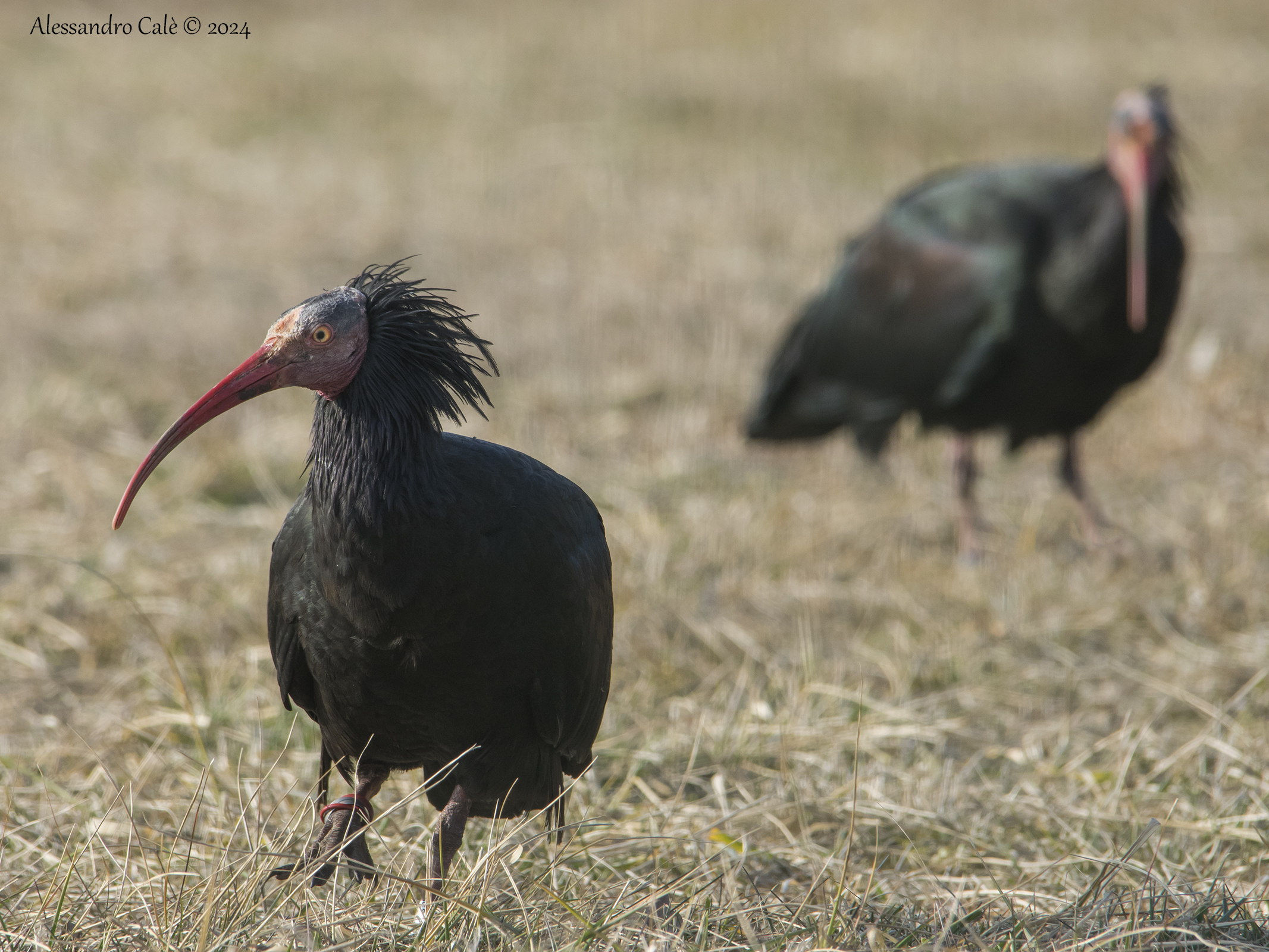 Geronticus eremita (Ibis eremita) 4729