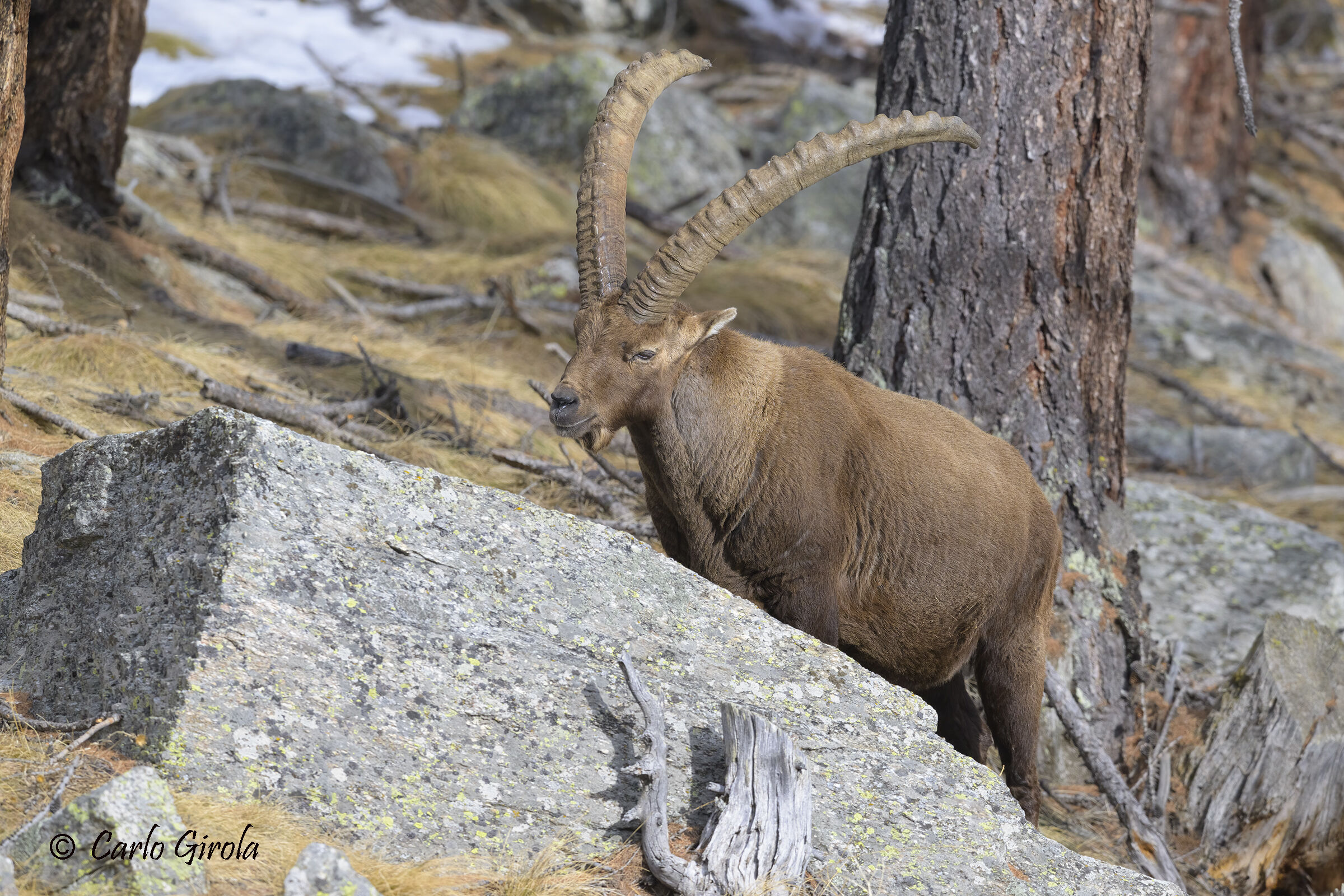 The Old Ibex (Capra ibex)