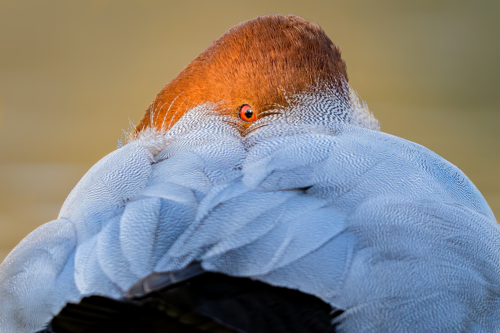 Moriglione (Aythya ferina)