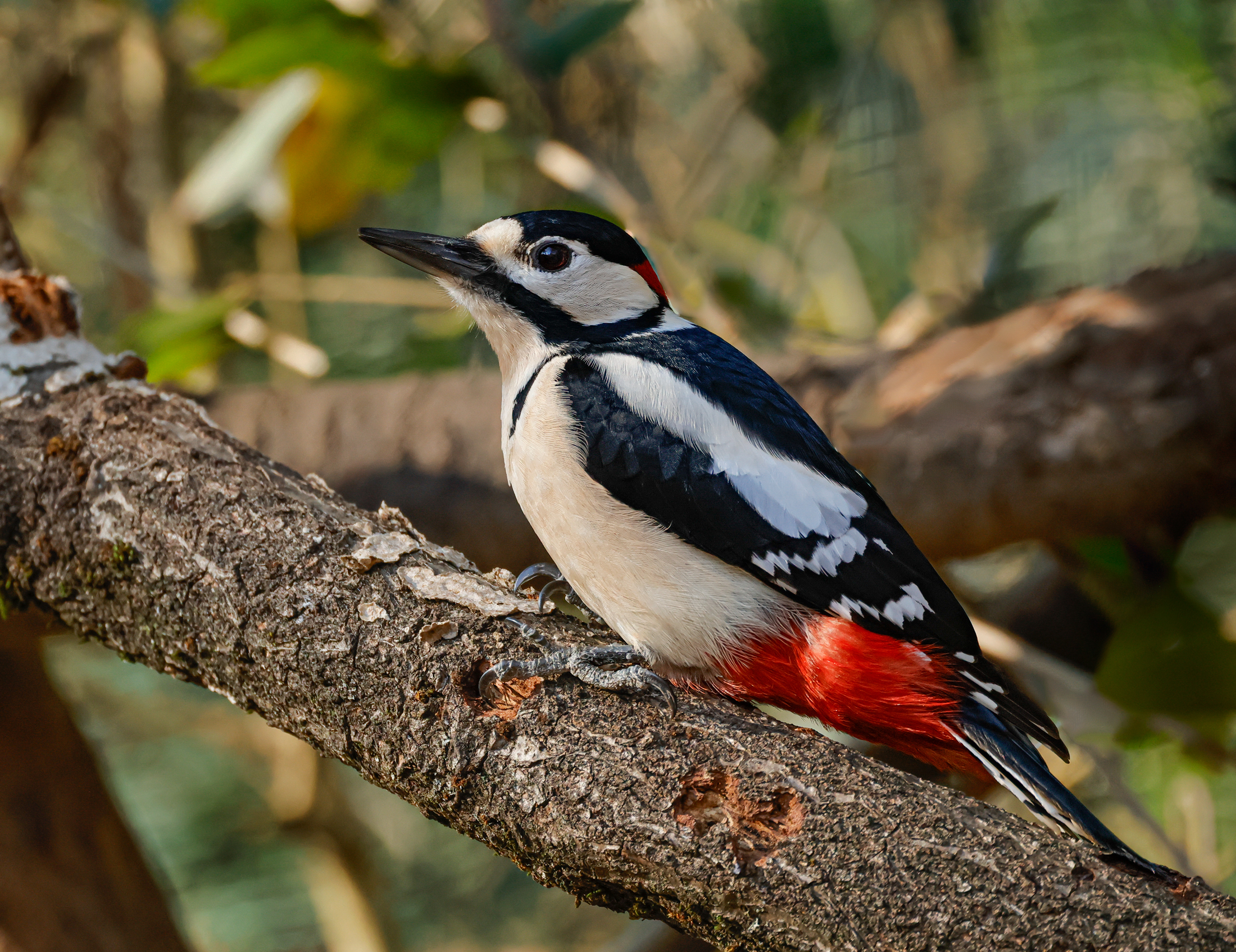 Picchio rosso maggiore