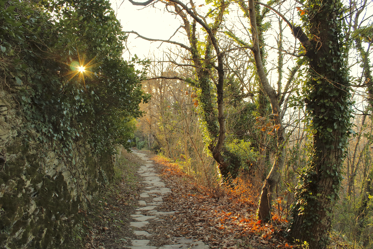 Sunset in the leaves