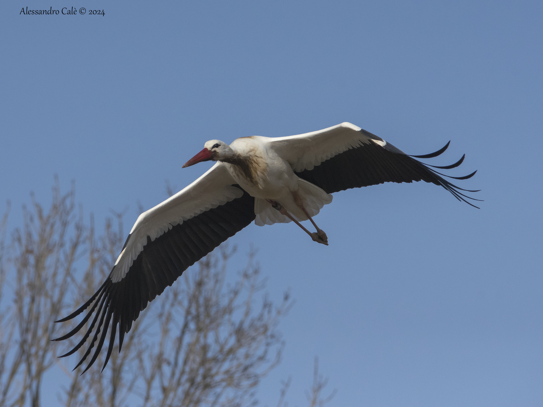 Ciconia ciconia (Cicogna bianca) 4806
