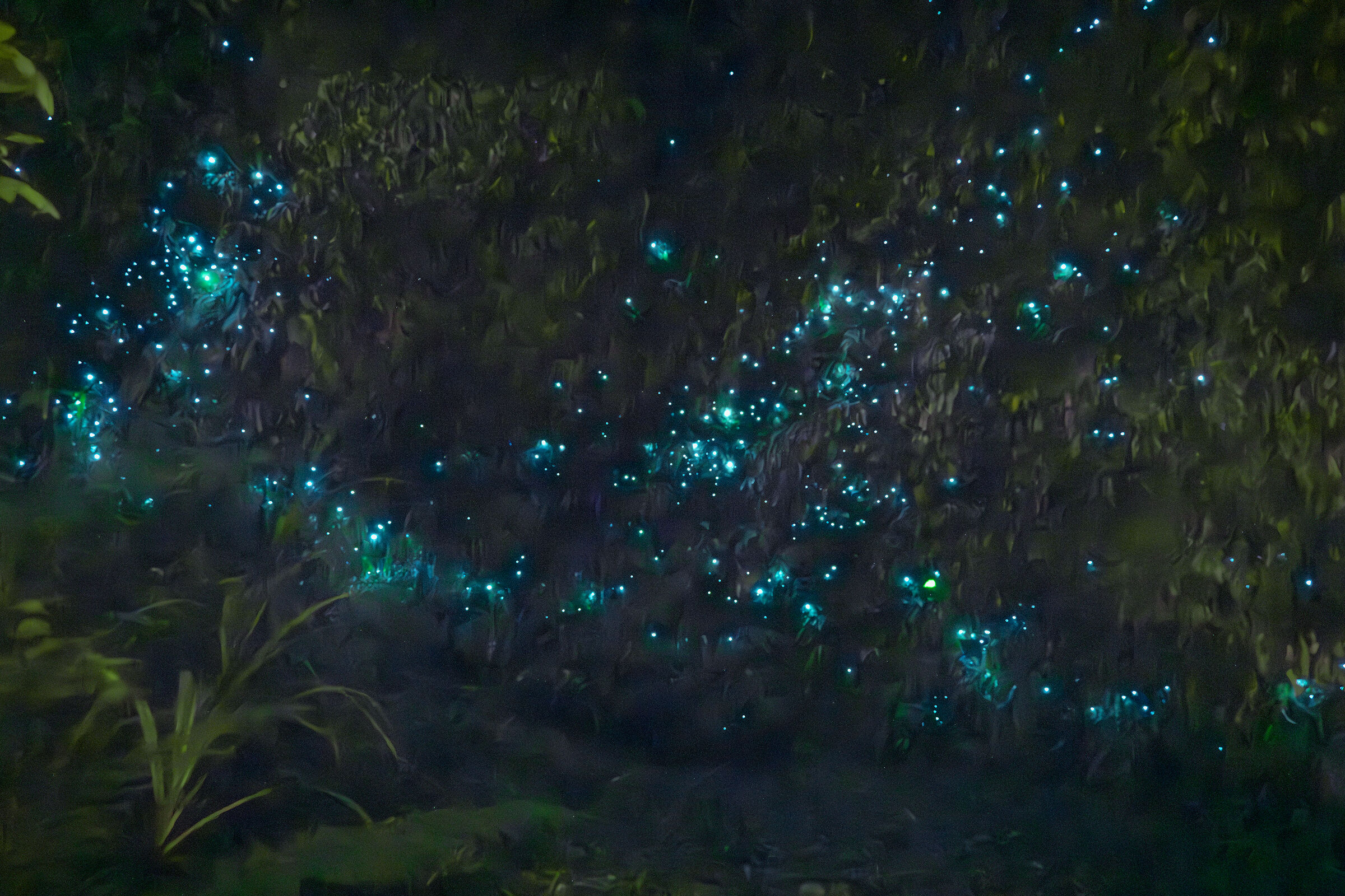 Glowworms