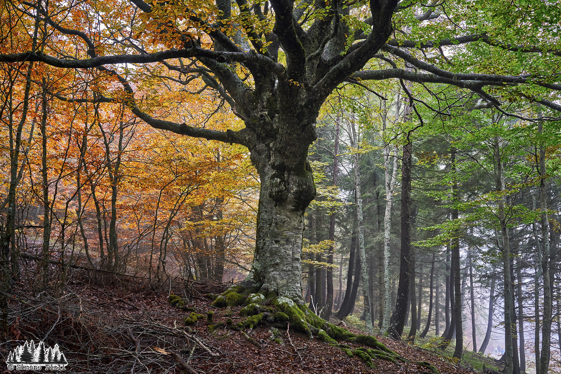 The Battle of the Colors