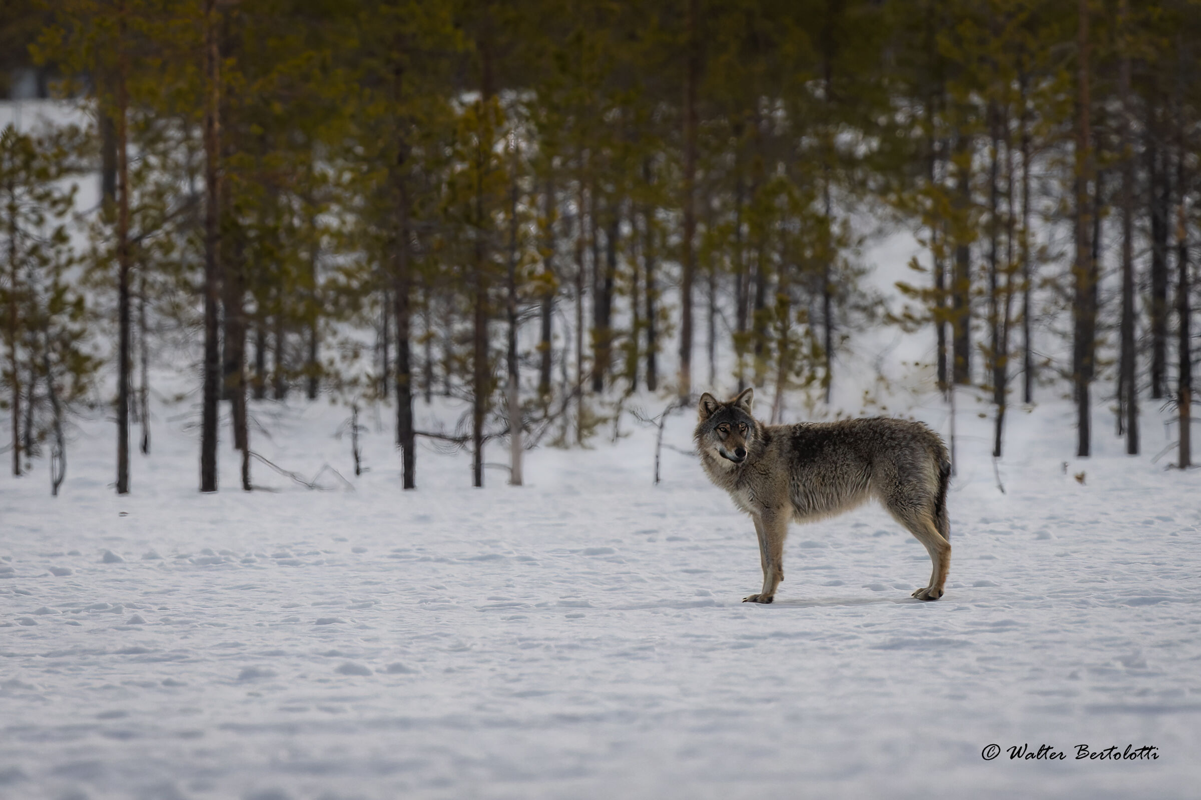 il signore della taiga