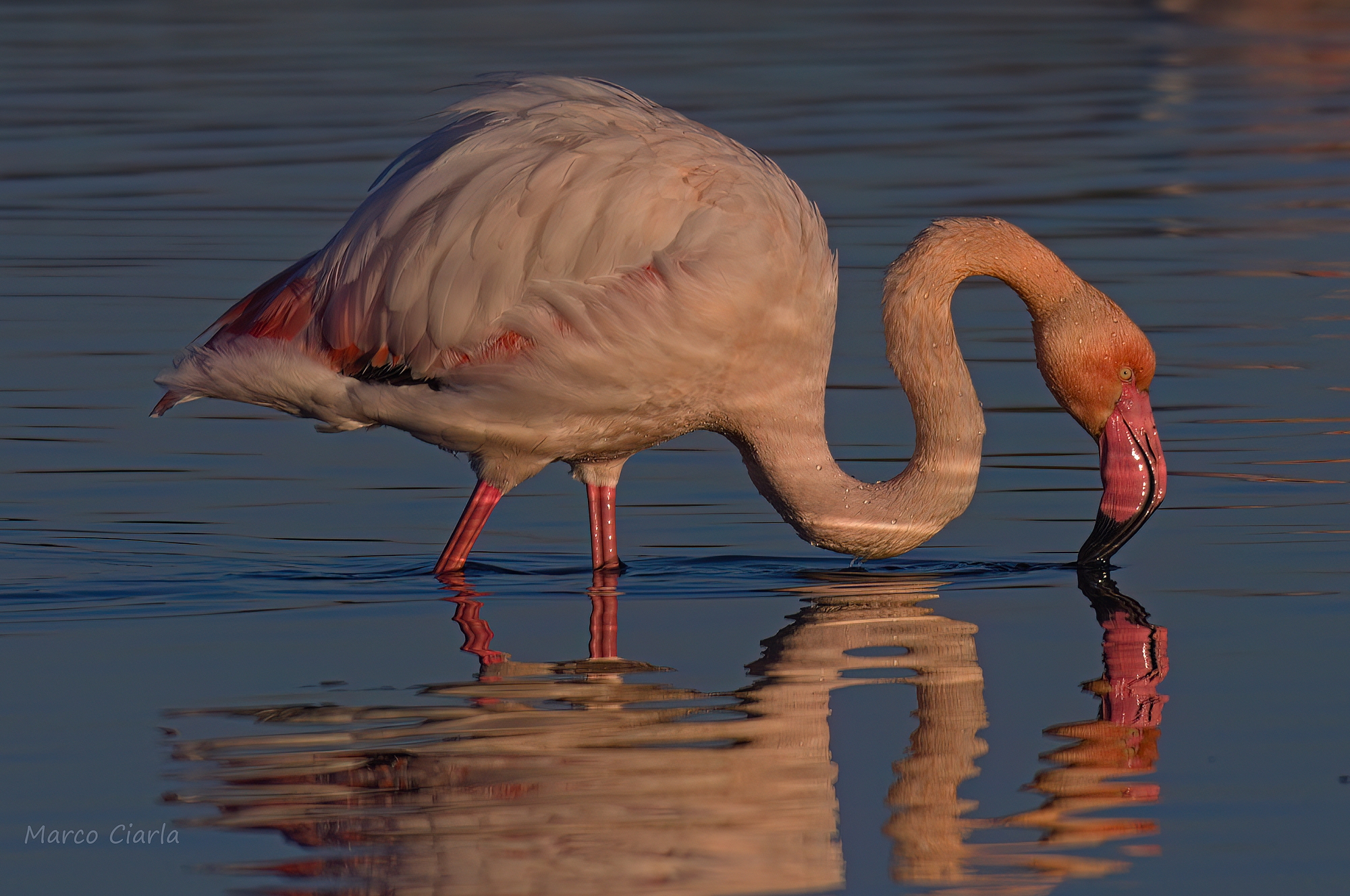 Fenicottero (Phoenicopterus roseus)  prime luci
