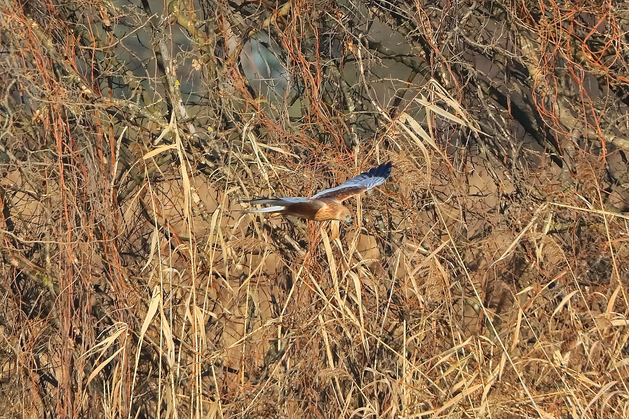 Marsh Harrier M 14-12-2023