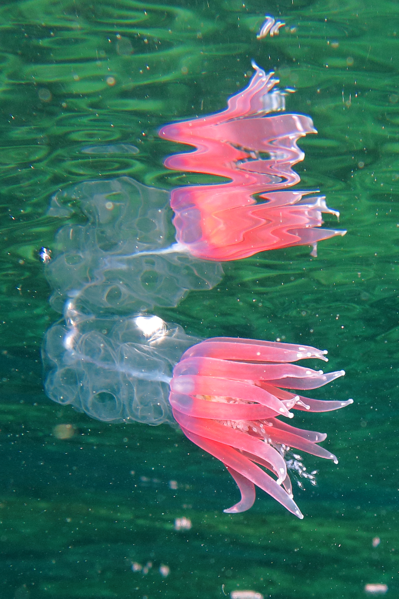 Sifonoforo Physophora hydrostatica