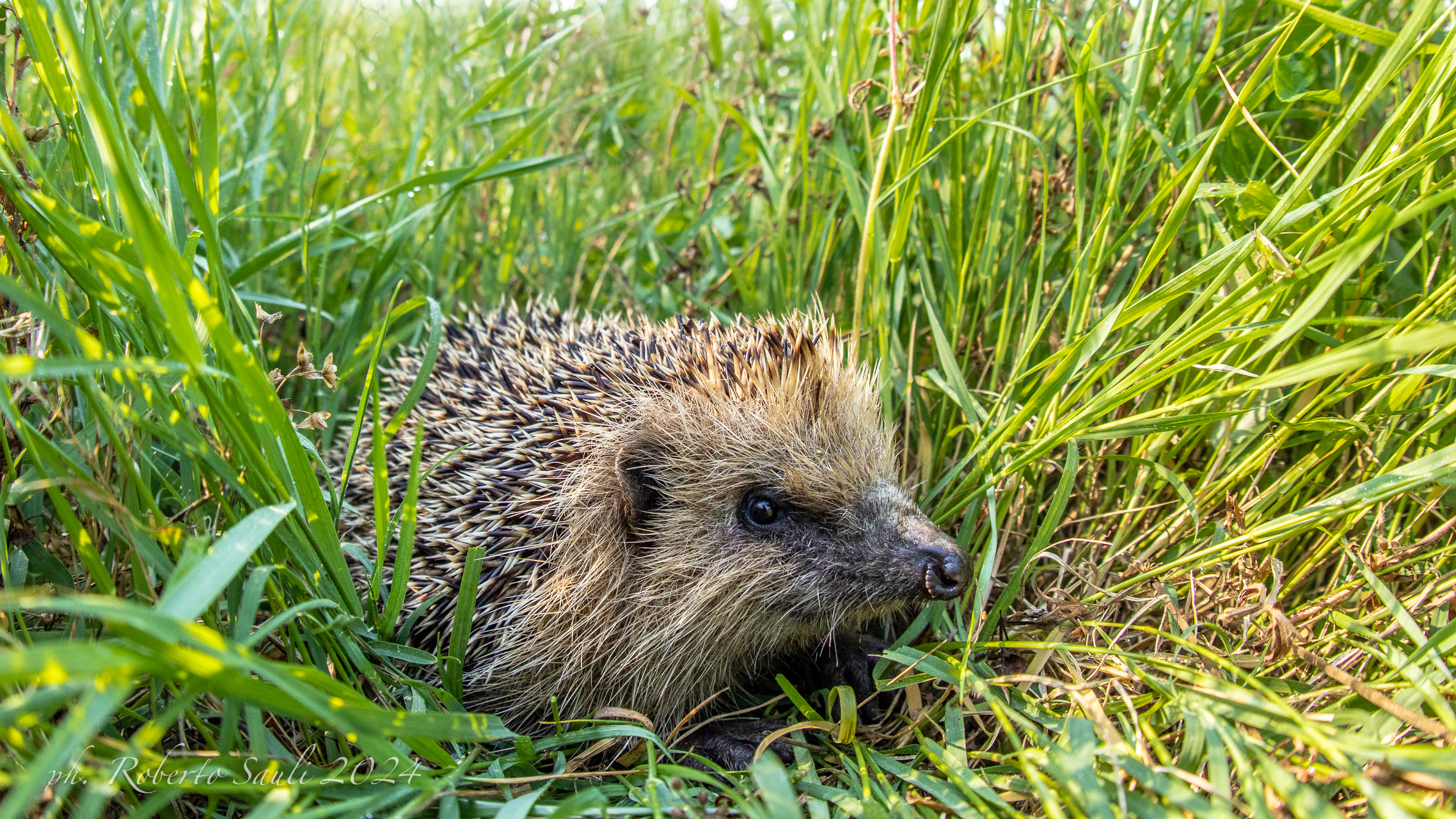 Common hedgehog, freed from a nutria trap