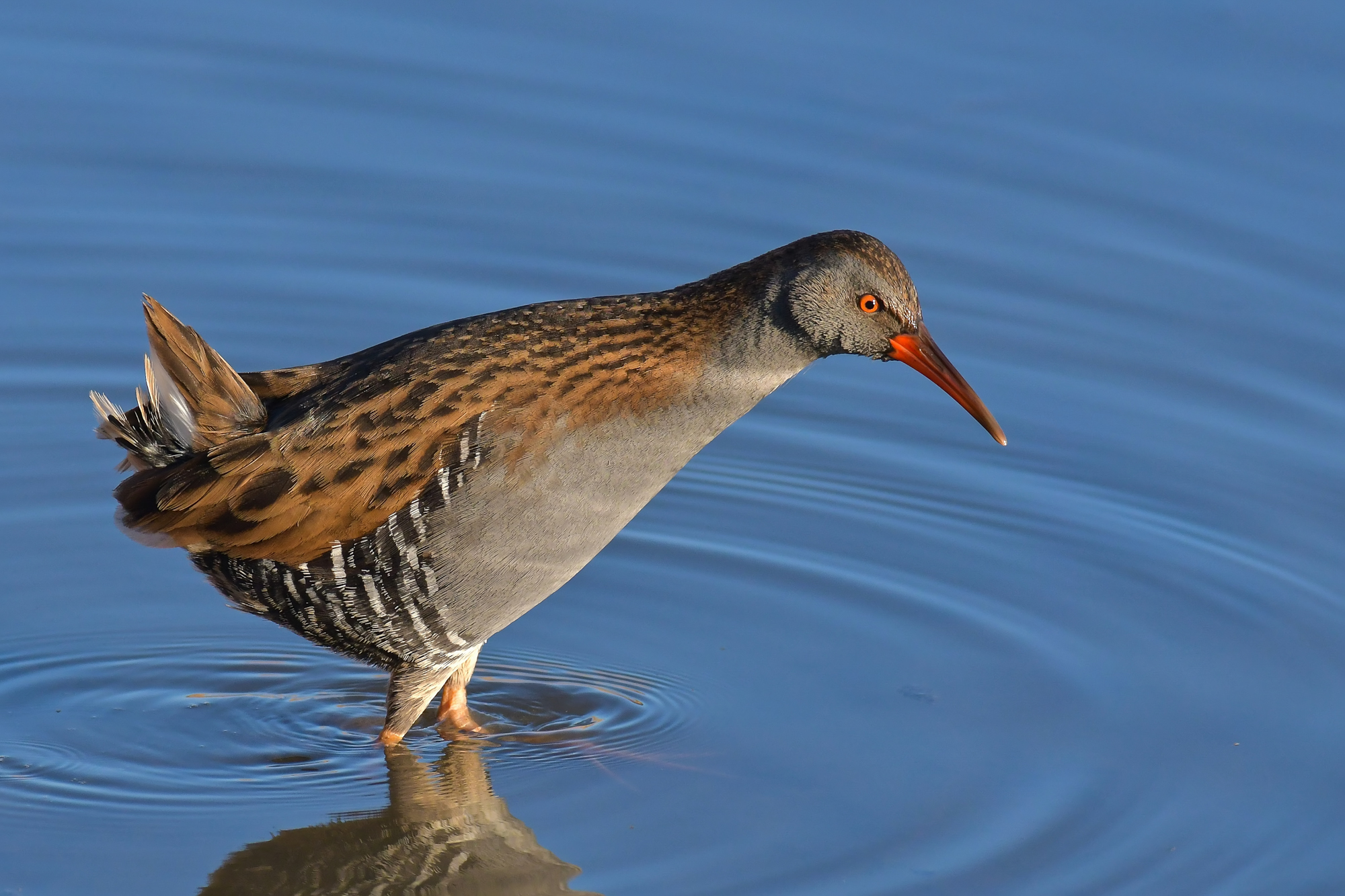 Water rail