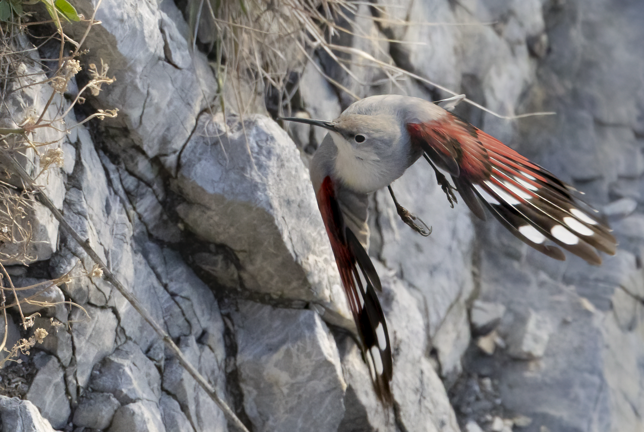 volo radente scogliera, picchio muraiolo