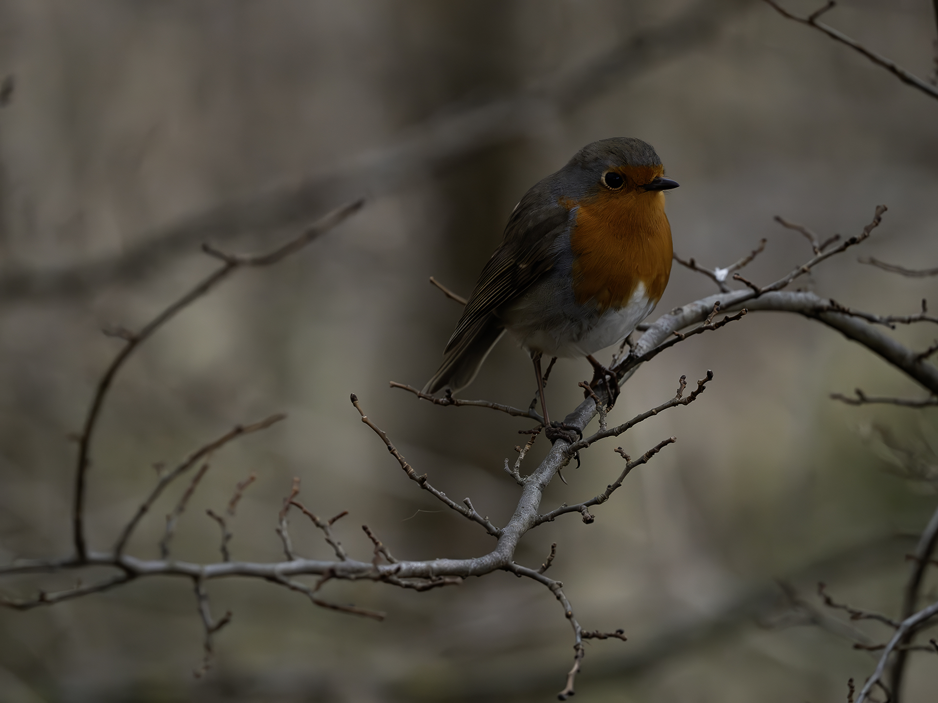 Pettirosso Erithacus rubecula