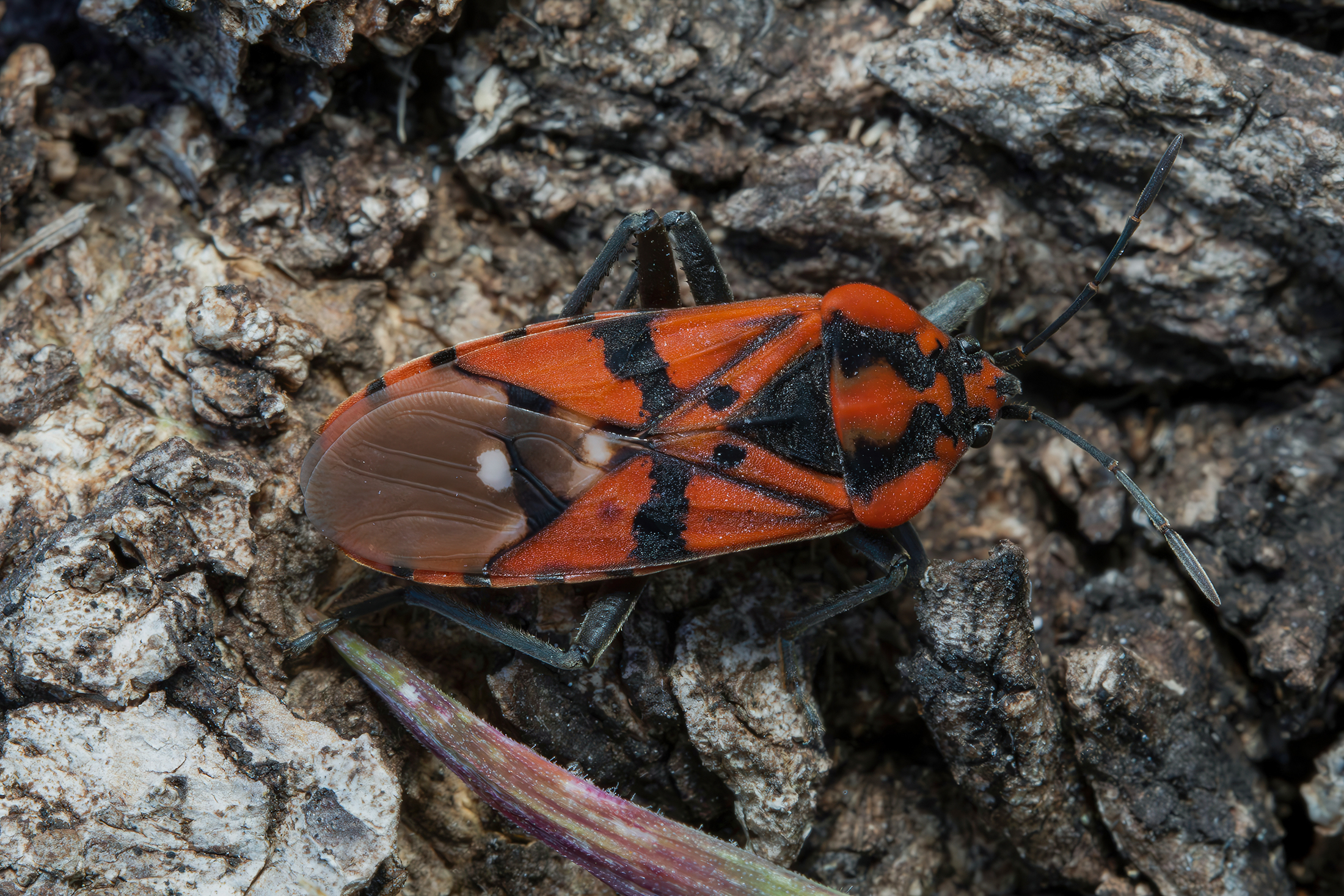 Spilostethus pandurus