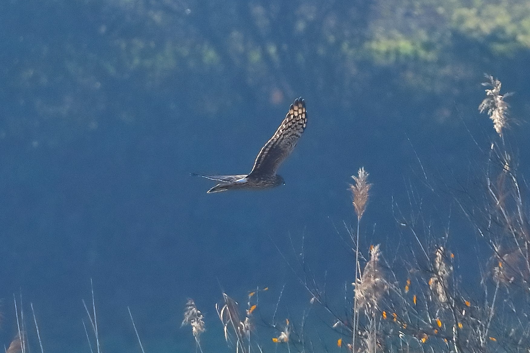 Hen Harrier 14-12-2023