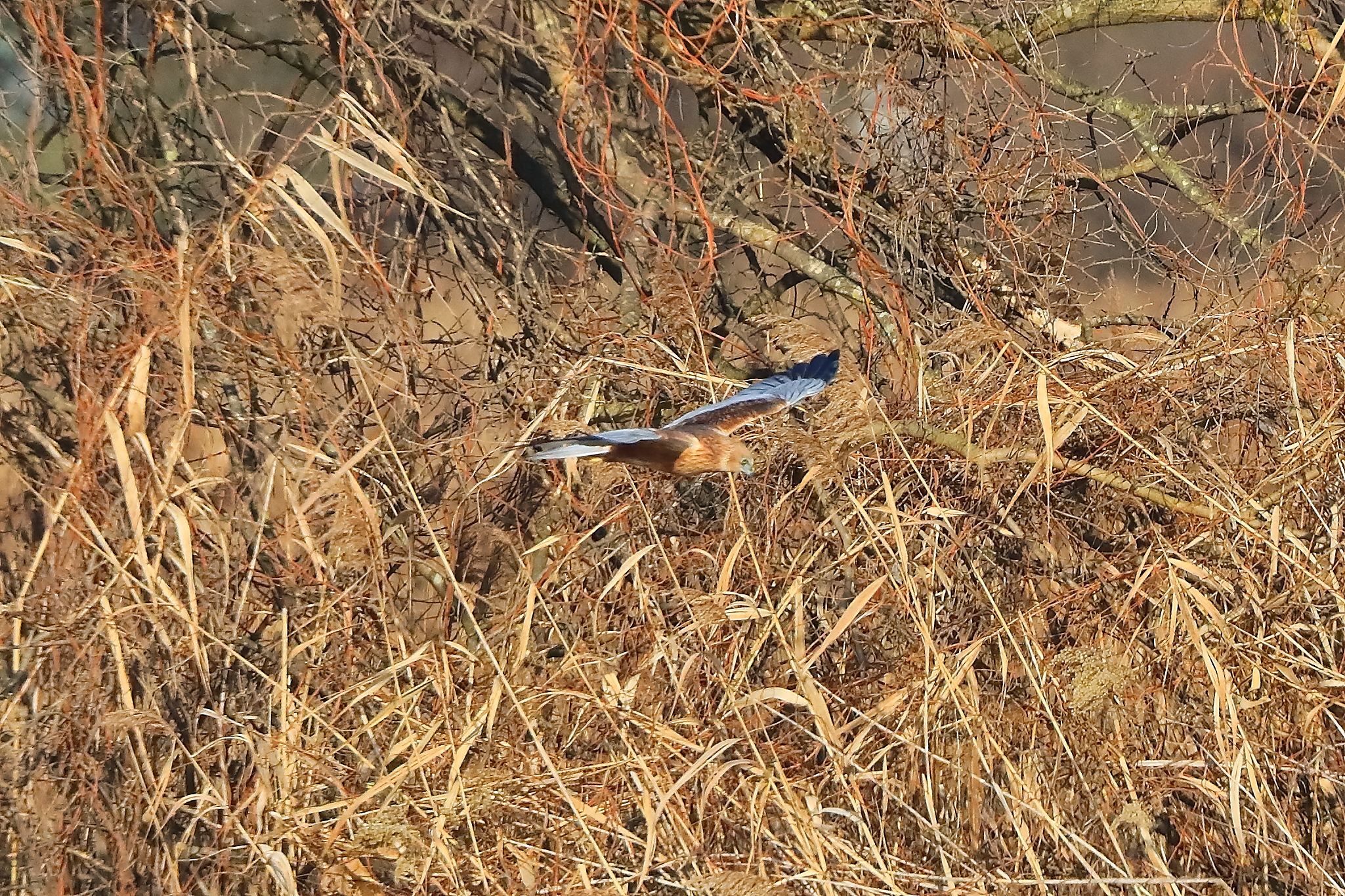 Marsh Harrier M 14-12-2023