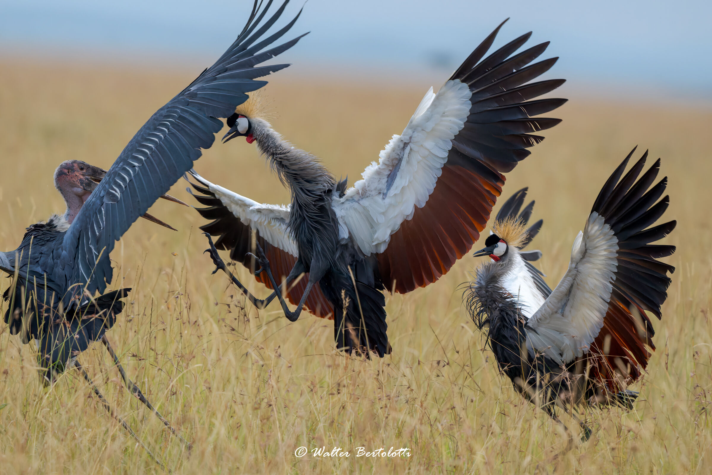 Battle in the Savannah