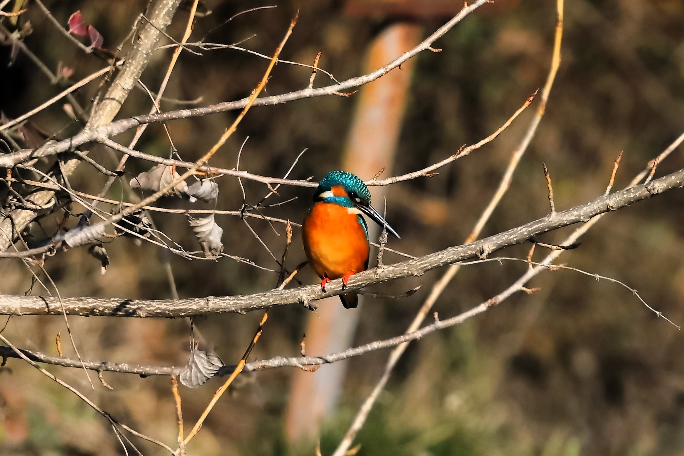 Kingfisher 05-02-2024 - 0036