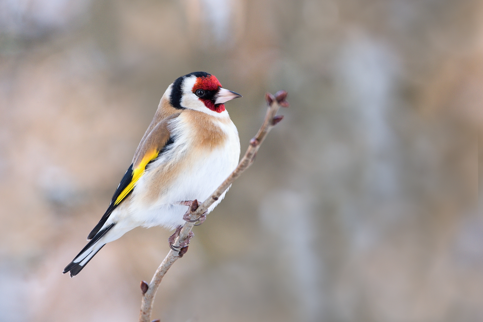 Cardellino europeo