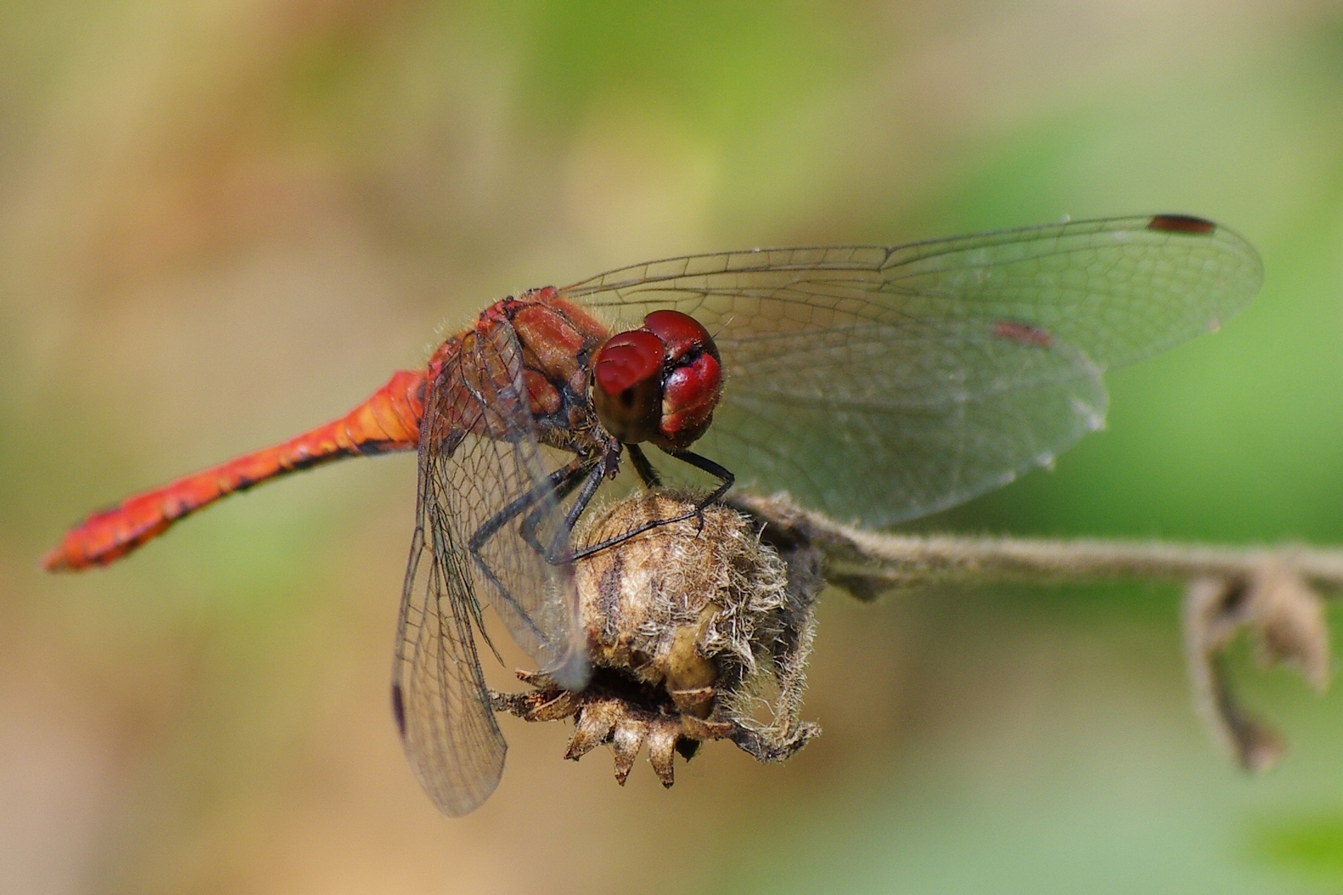 Libellula rossa