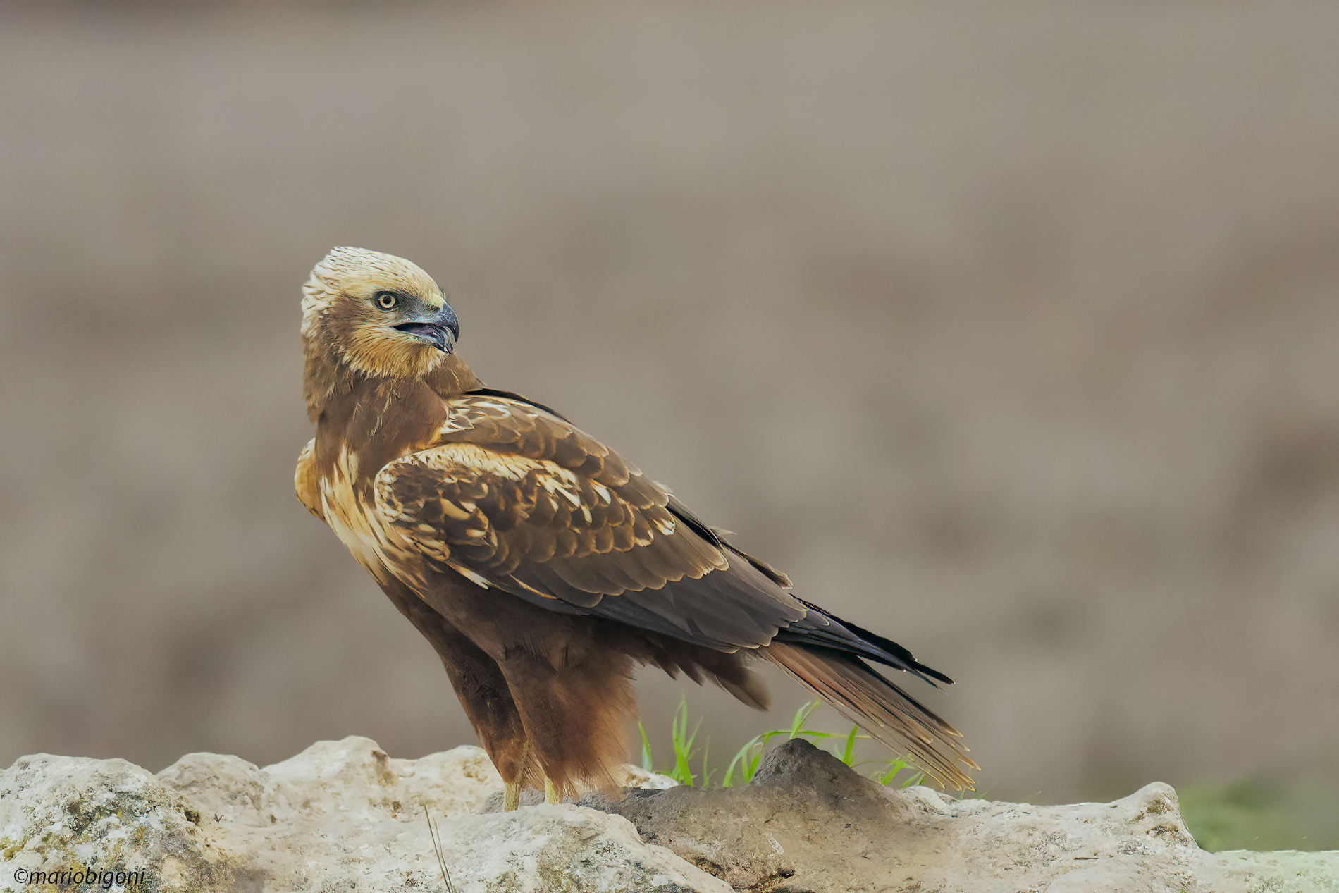 Marsh Harrier