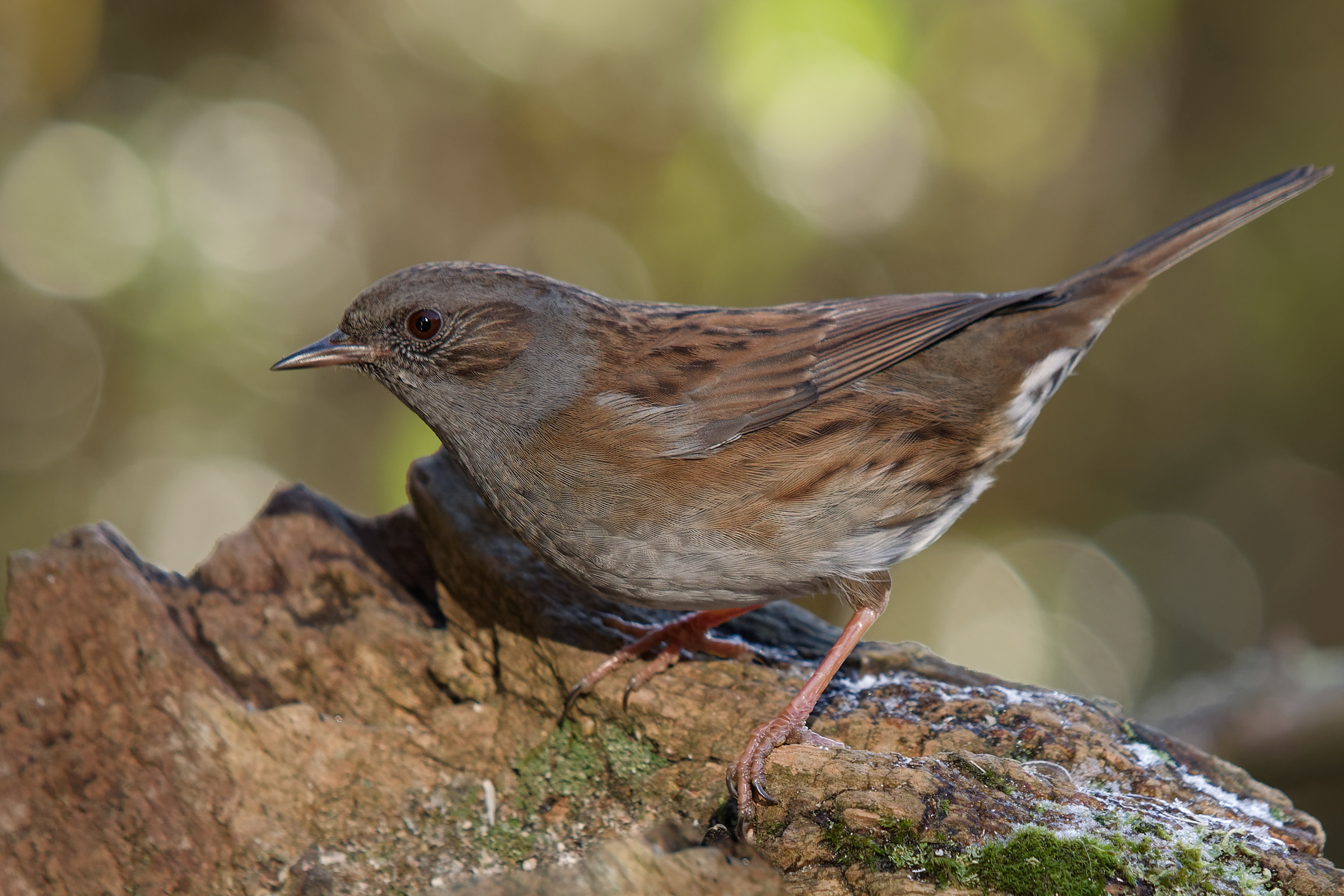 Dunnock in the sunlight