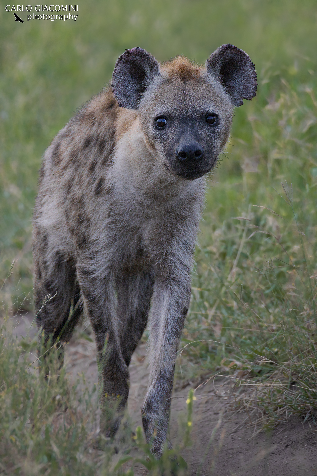 Hyena