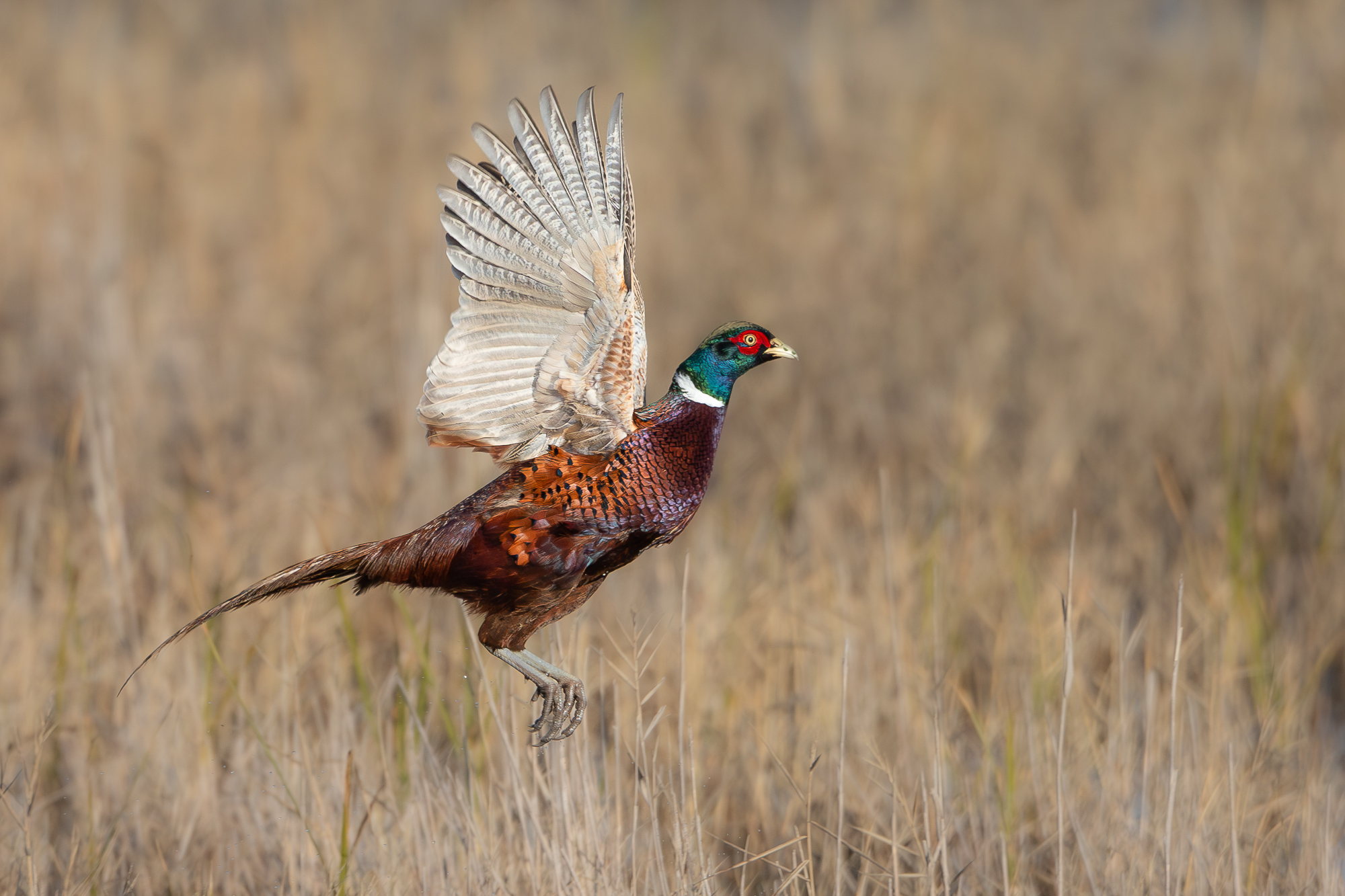 Pheasant M.