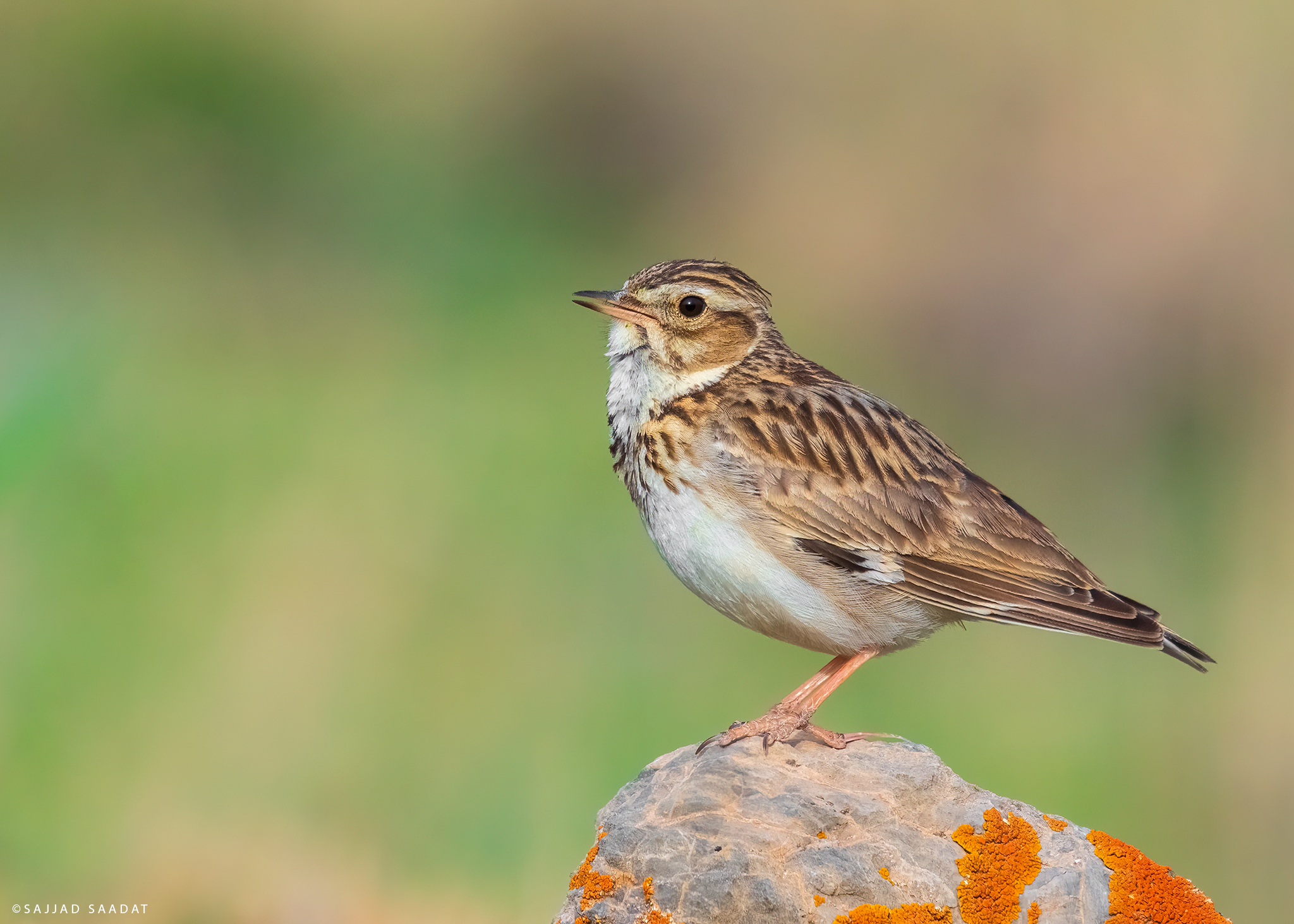 wood lark