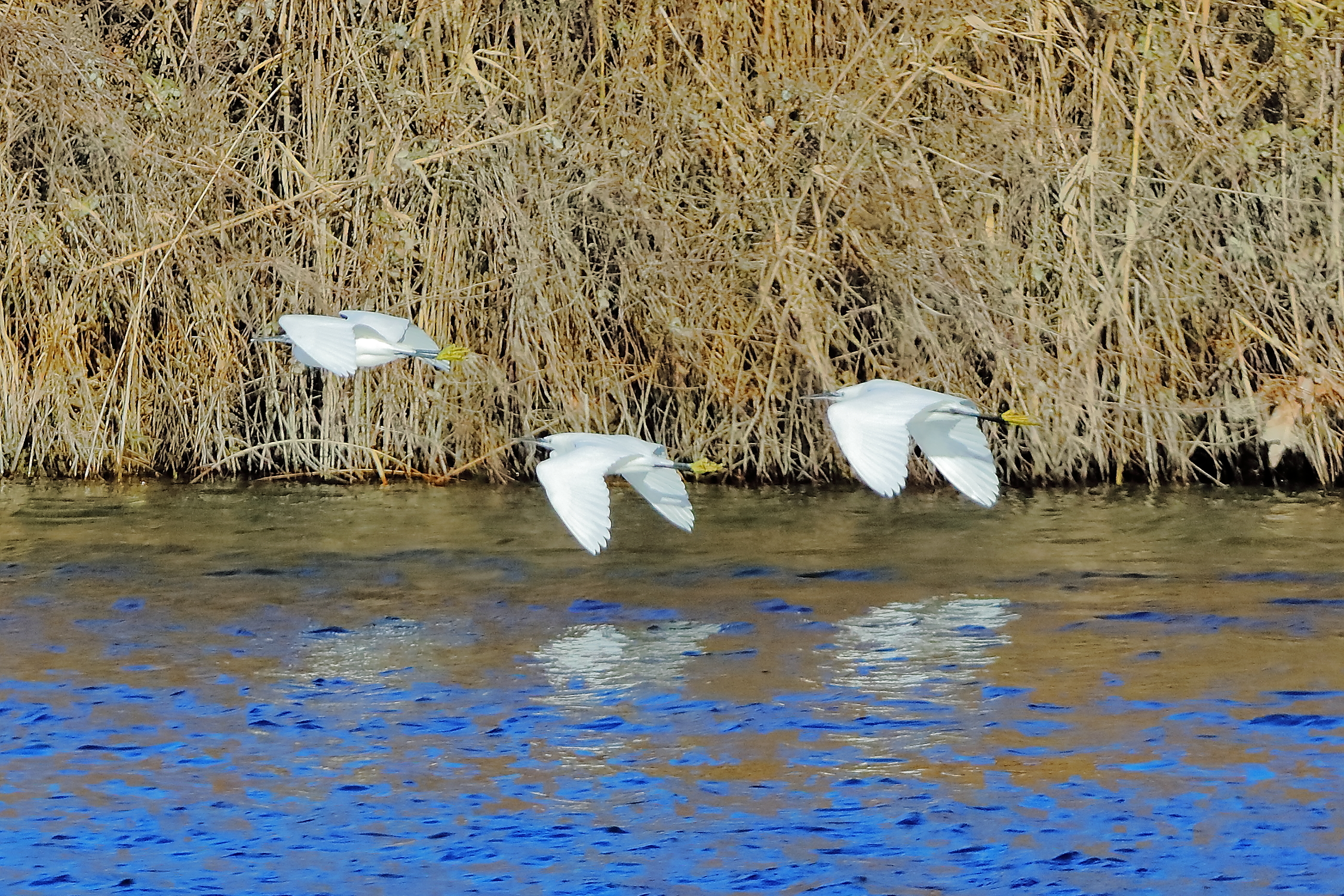 Egrets 10-12-2023