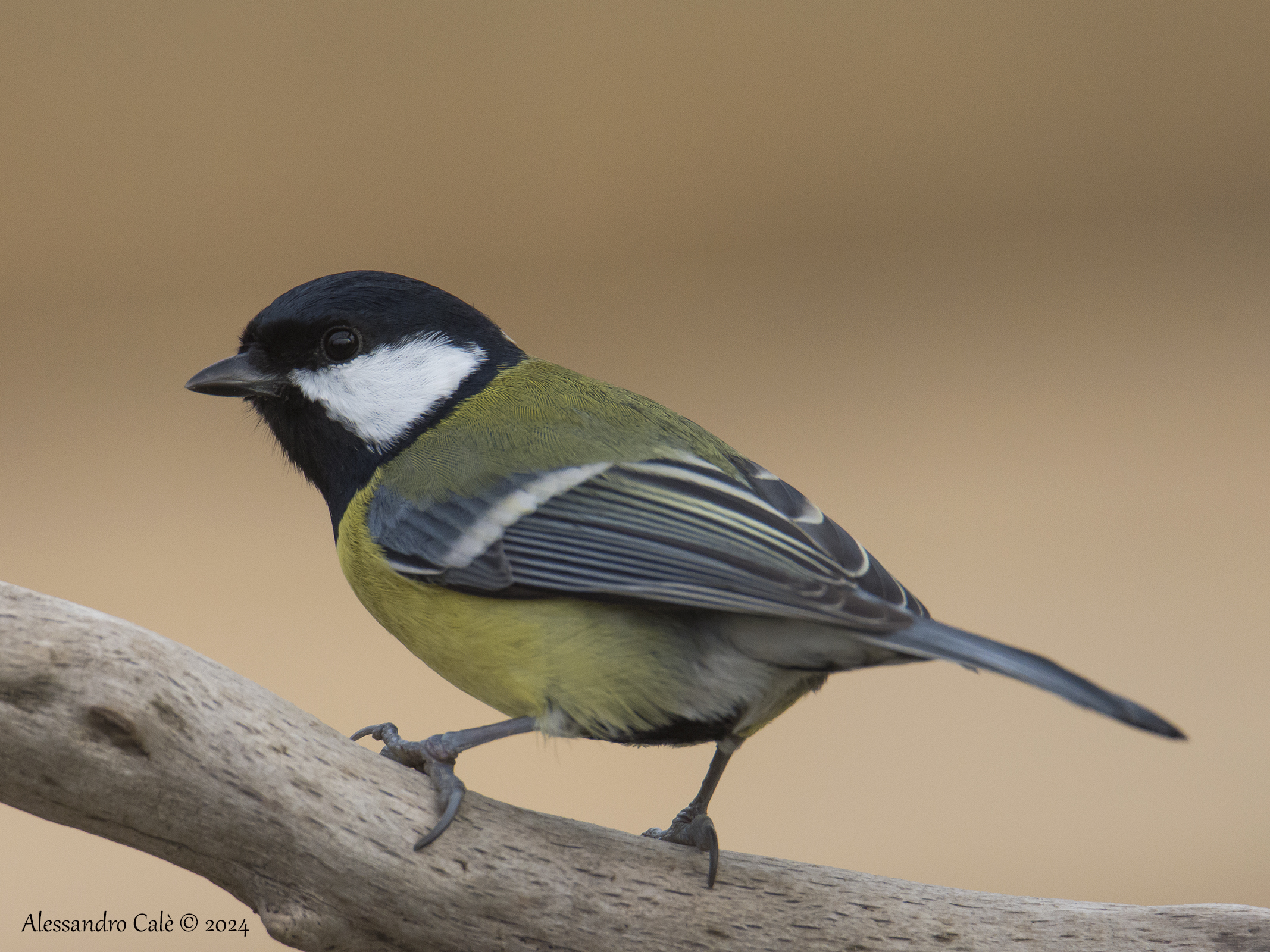 Parus major (Cinciallegra) 1878