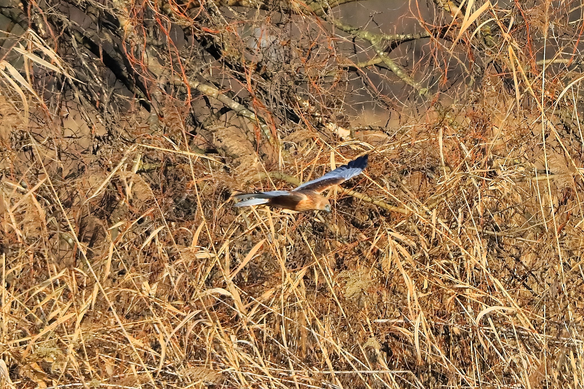 Marsh Harrier M 14-12-2023