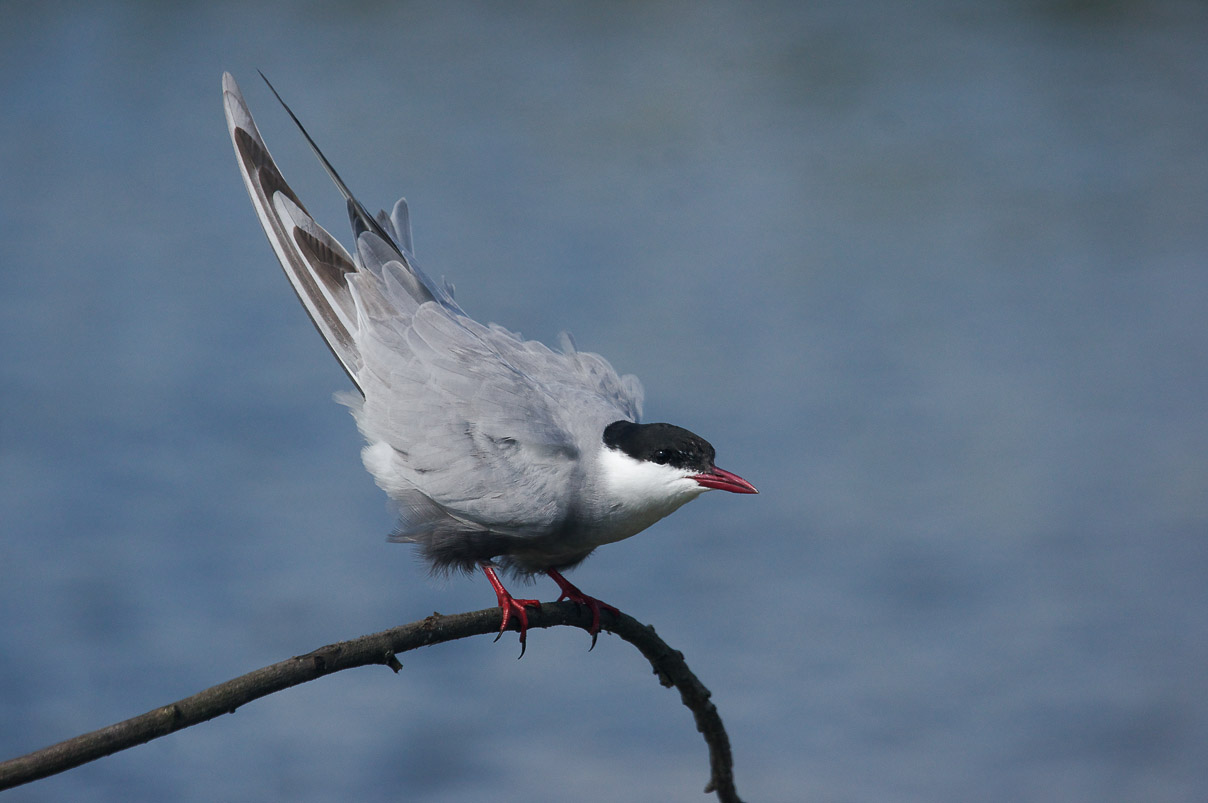 Whiskered Tern