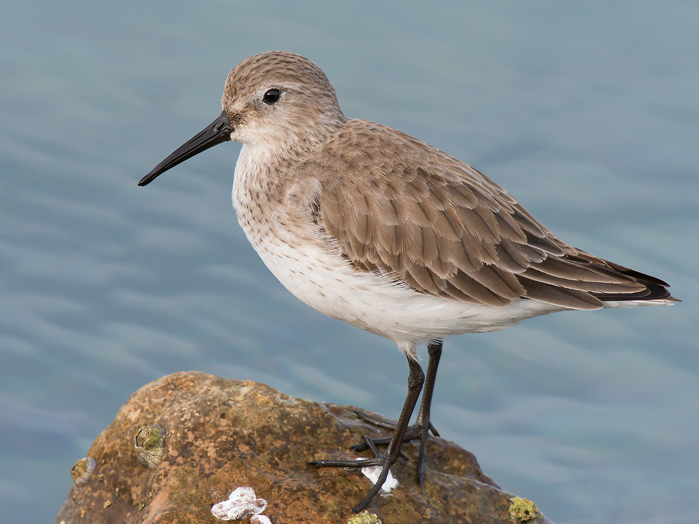 Dunlin