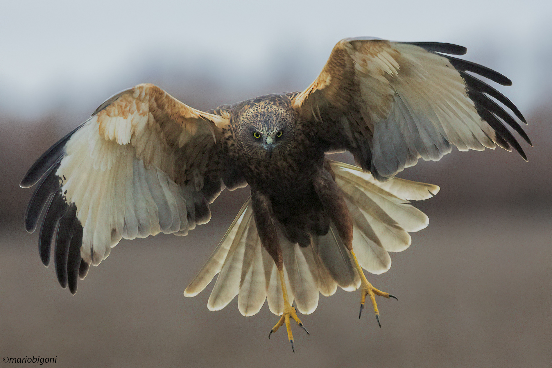 Falco di palude maschio