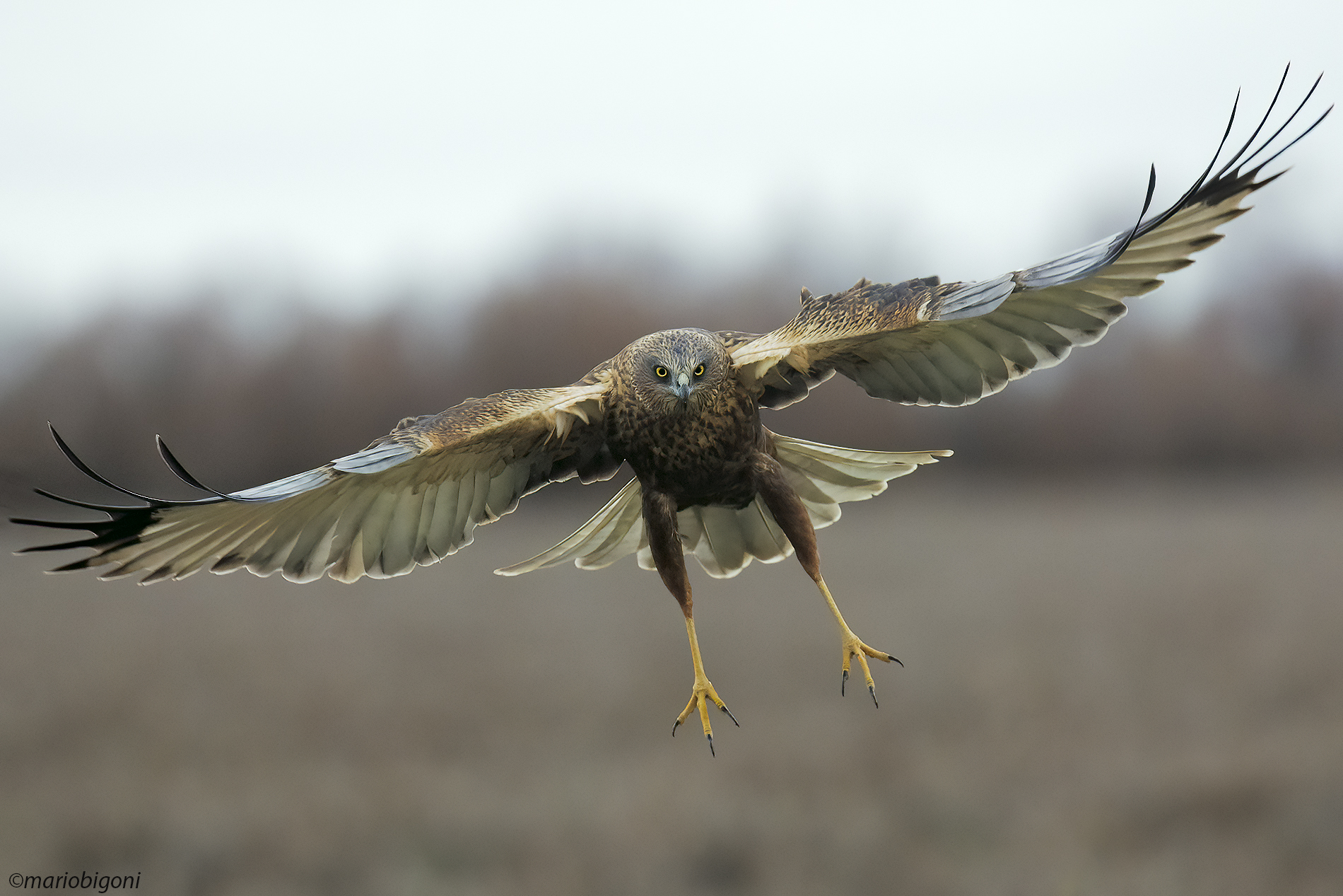 Falco di palude maschio