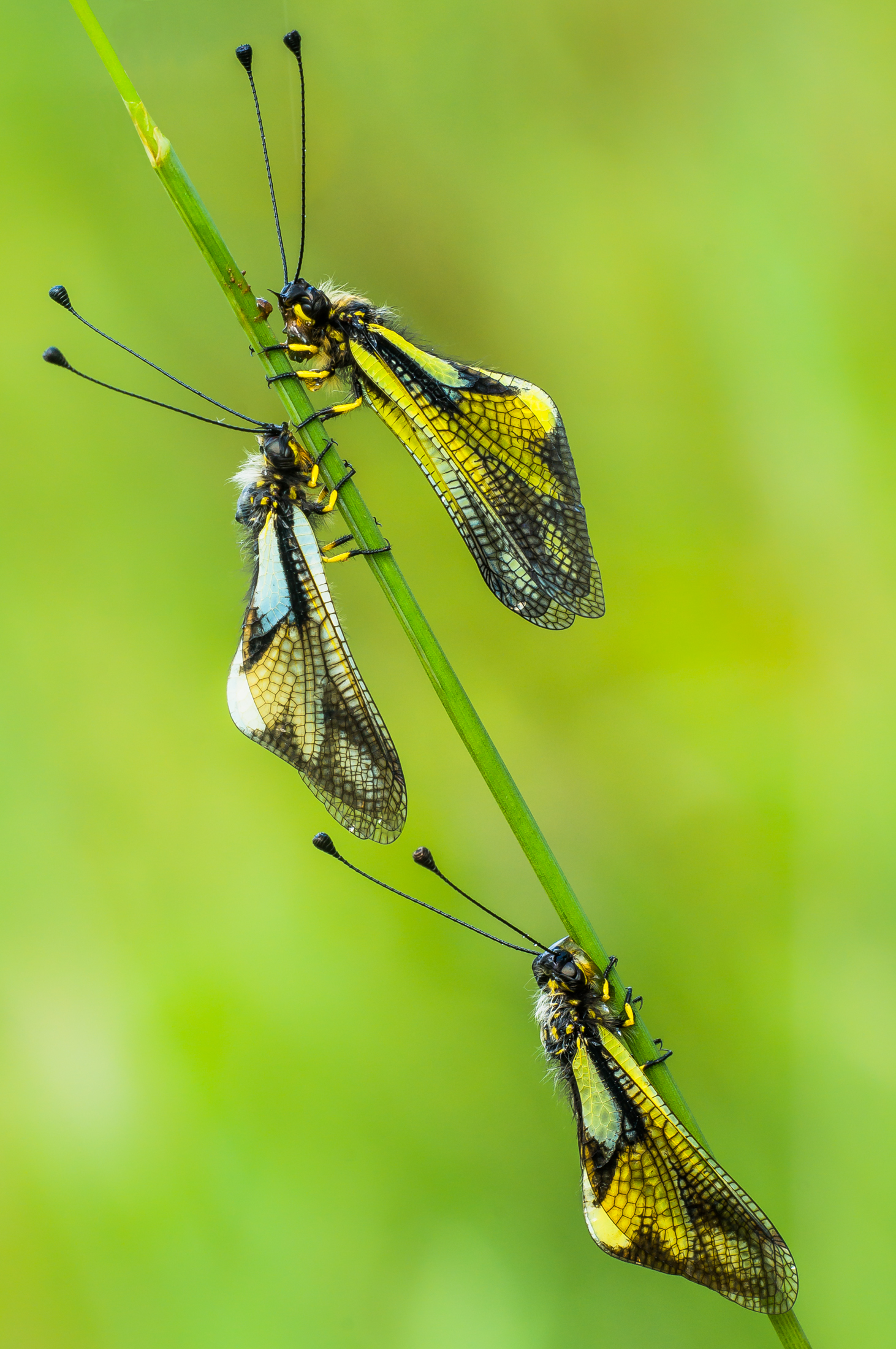 basta libelloides...... :-D