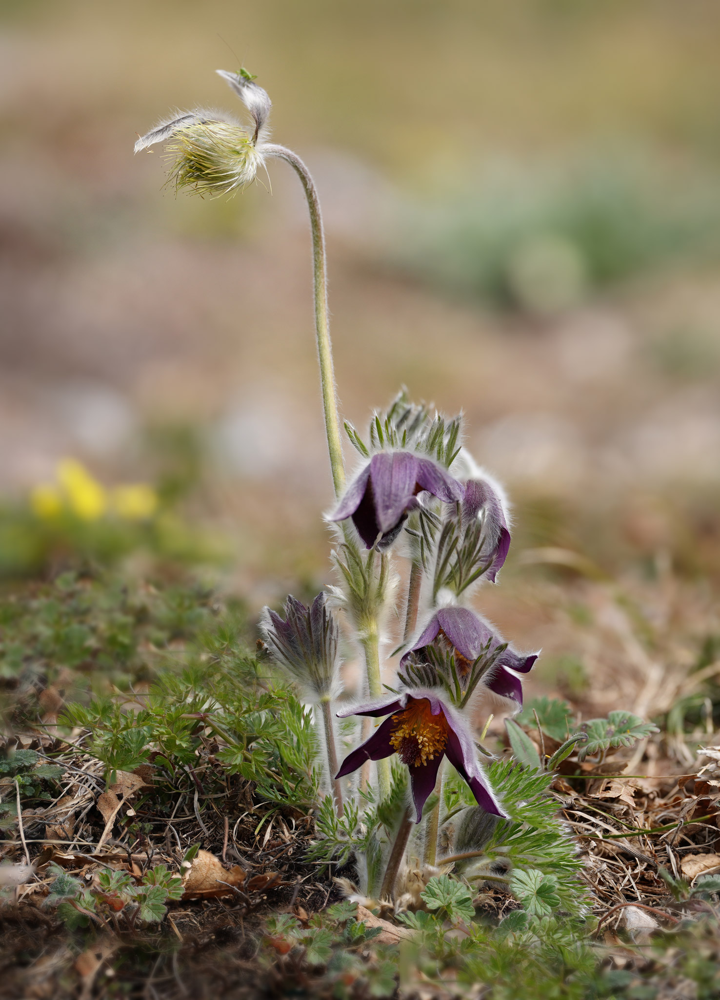 Pulsatilla