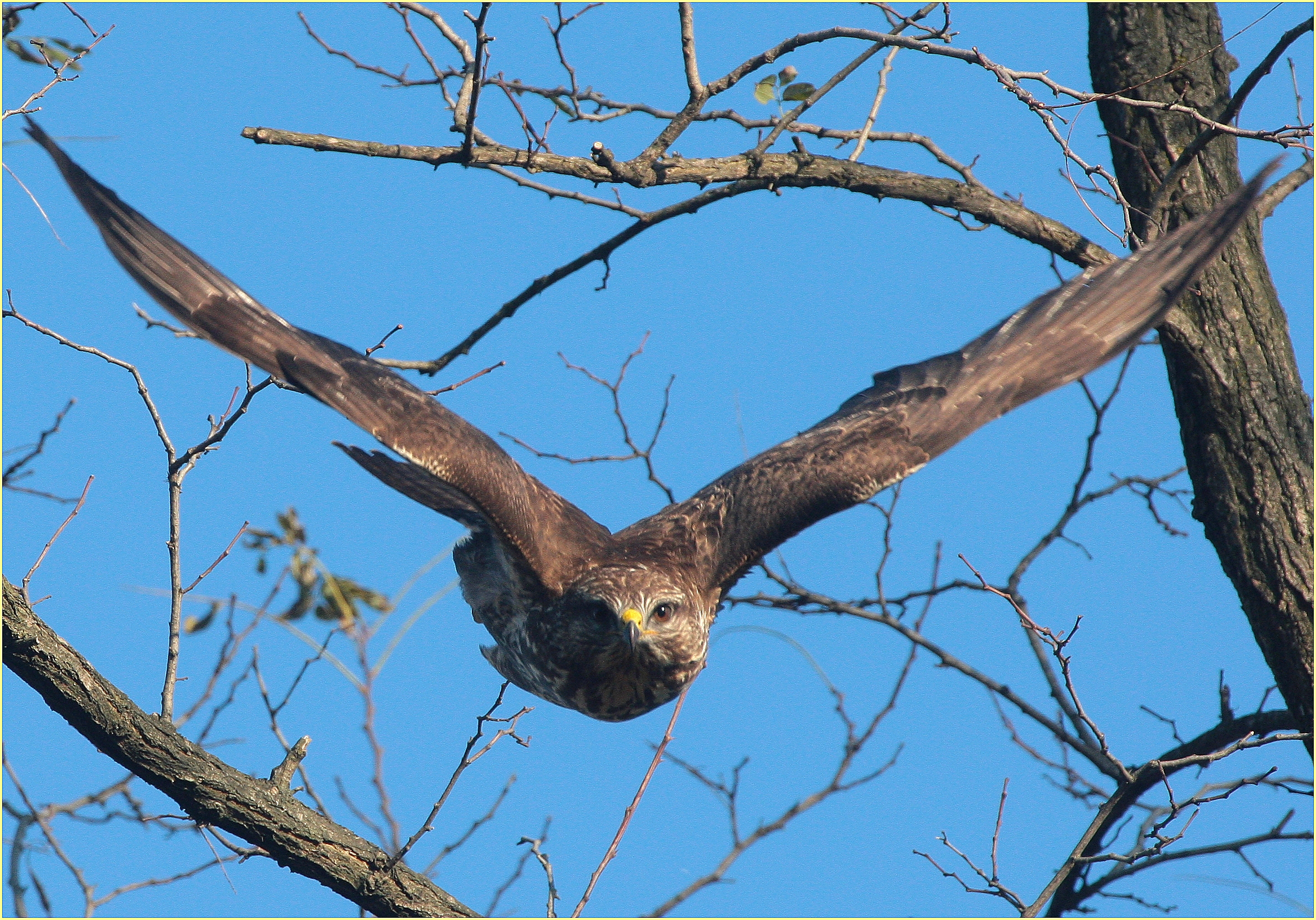 ,,I was waiting for the Kestrel !!!