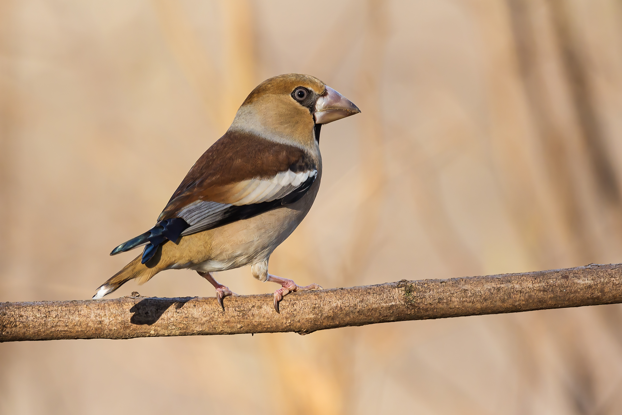Hawfinch