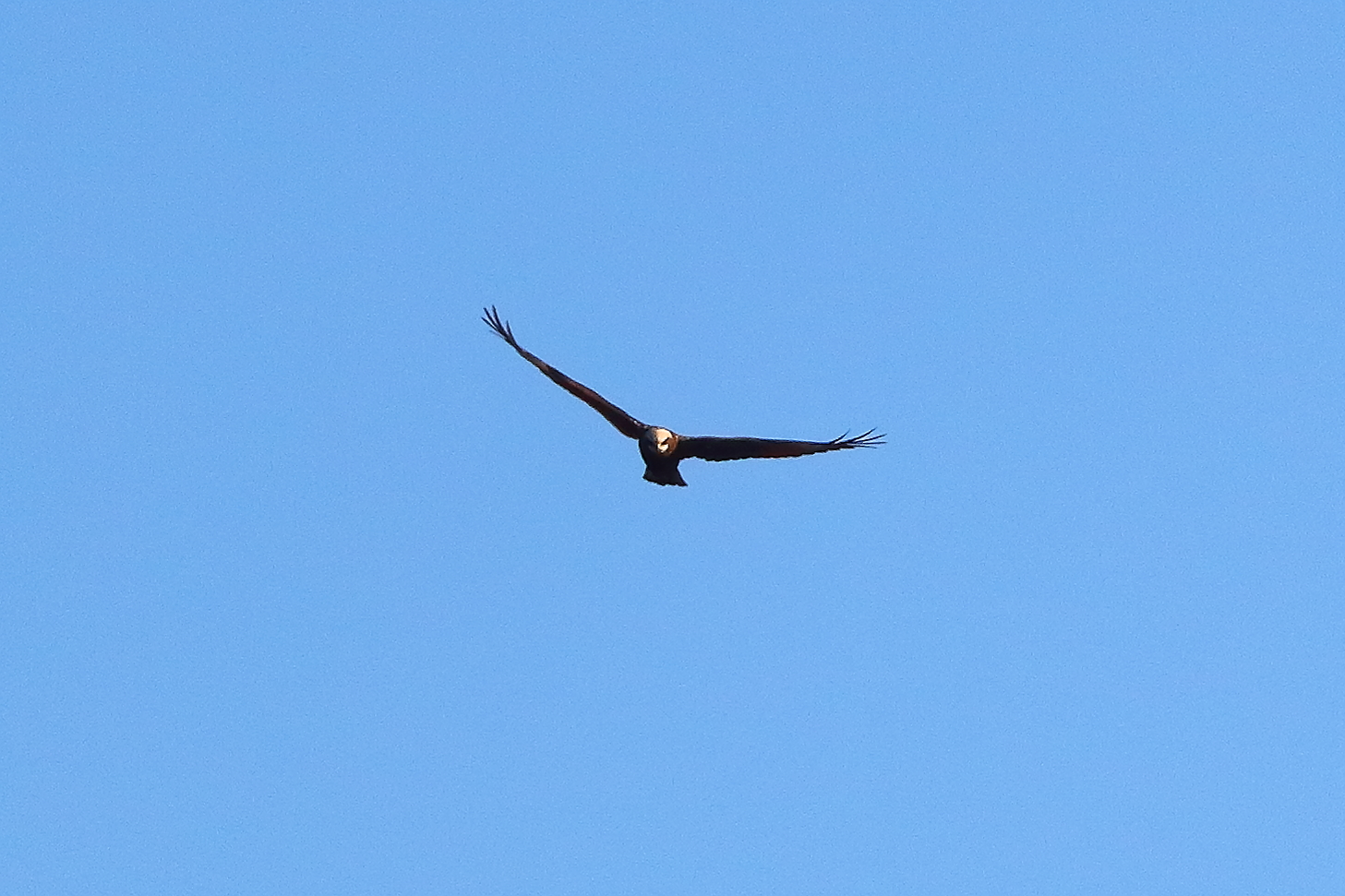 Marsh Harrier F 15-12-2023