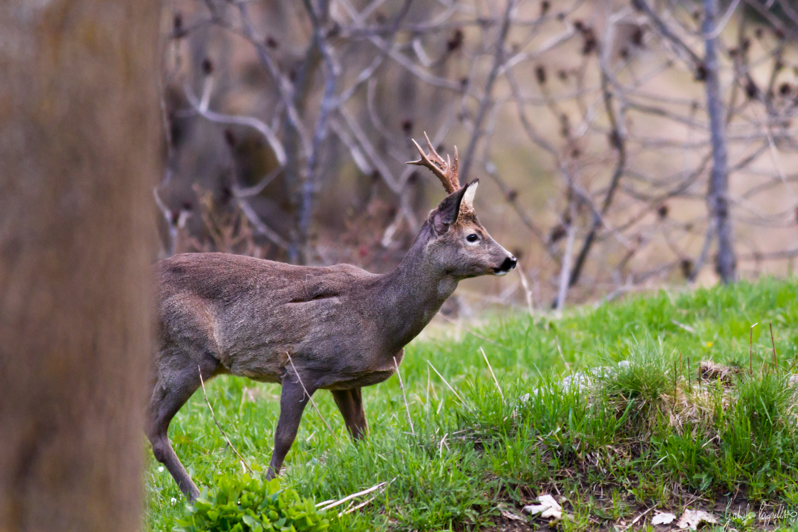 Capriolo (Capreolus capreolus)
