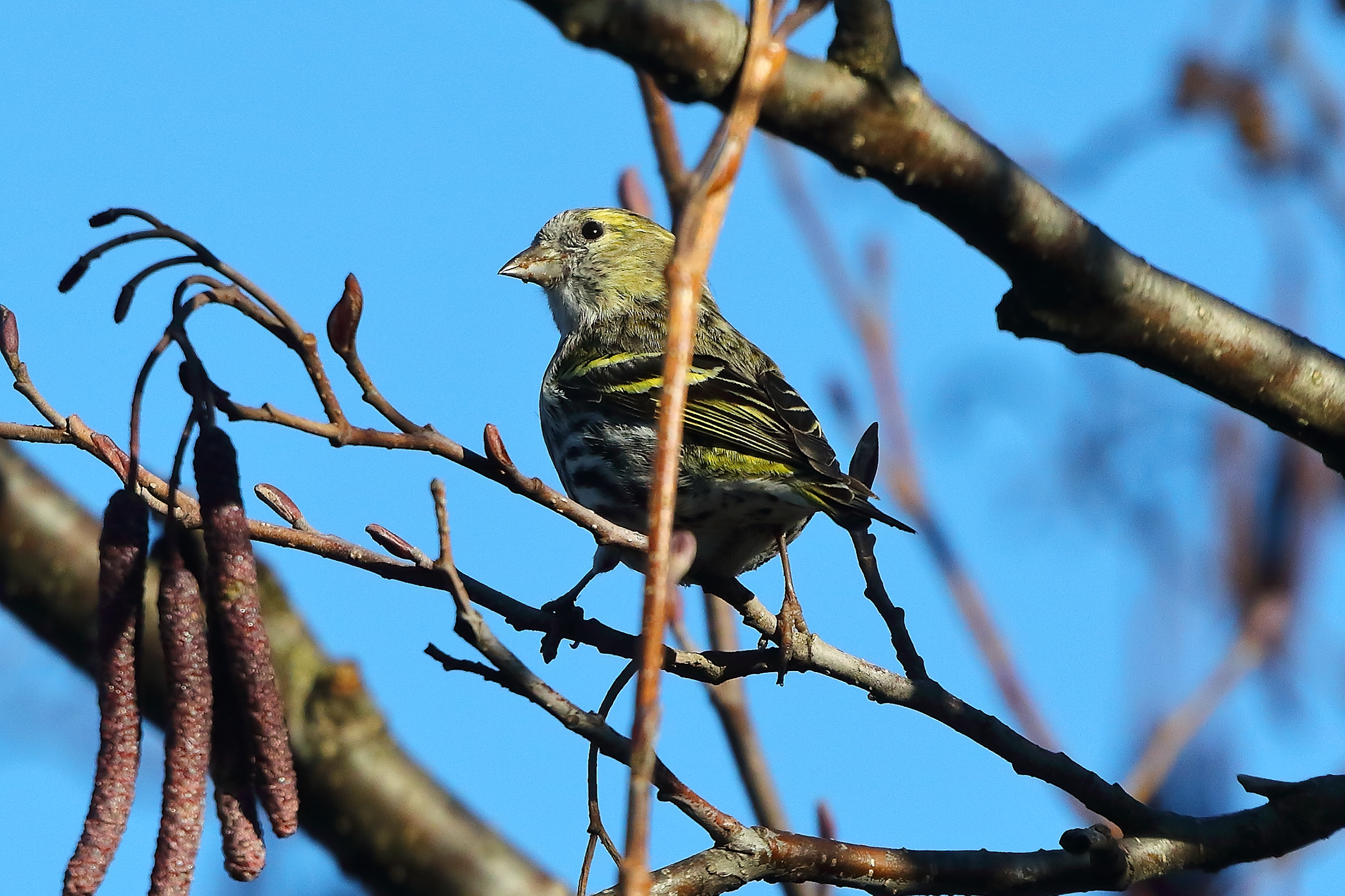 Lucherino 15-12-2023