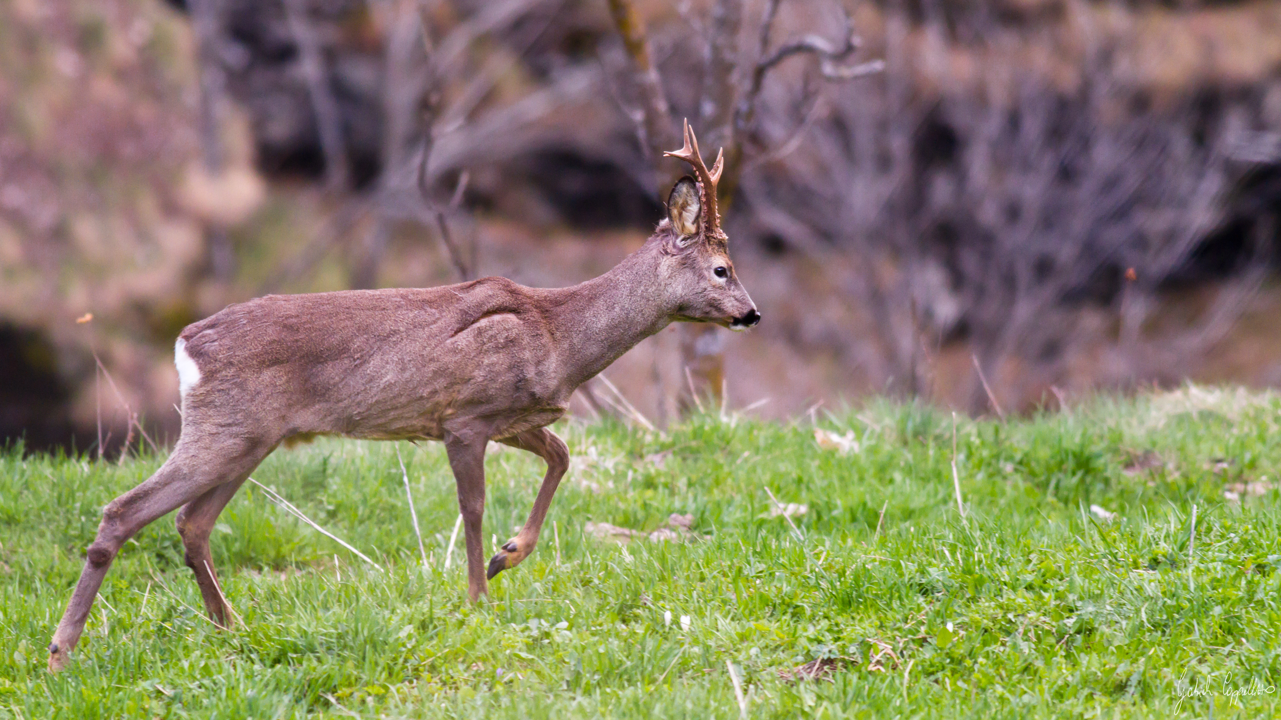 Capriolo (Capreolus capreolus)