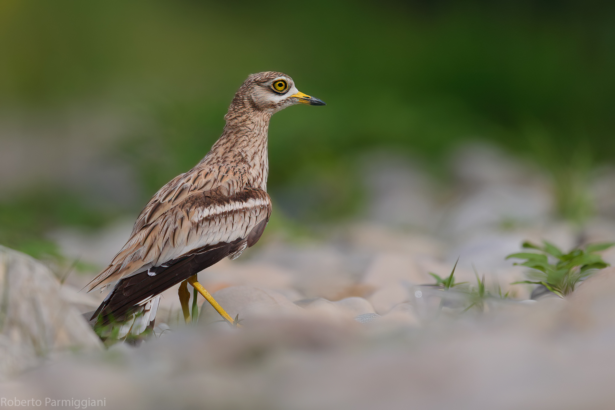 Eye curlew