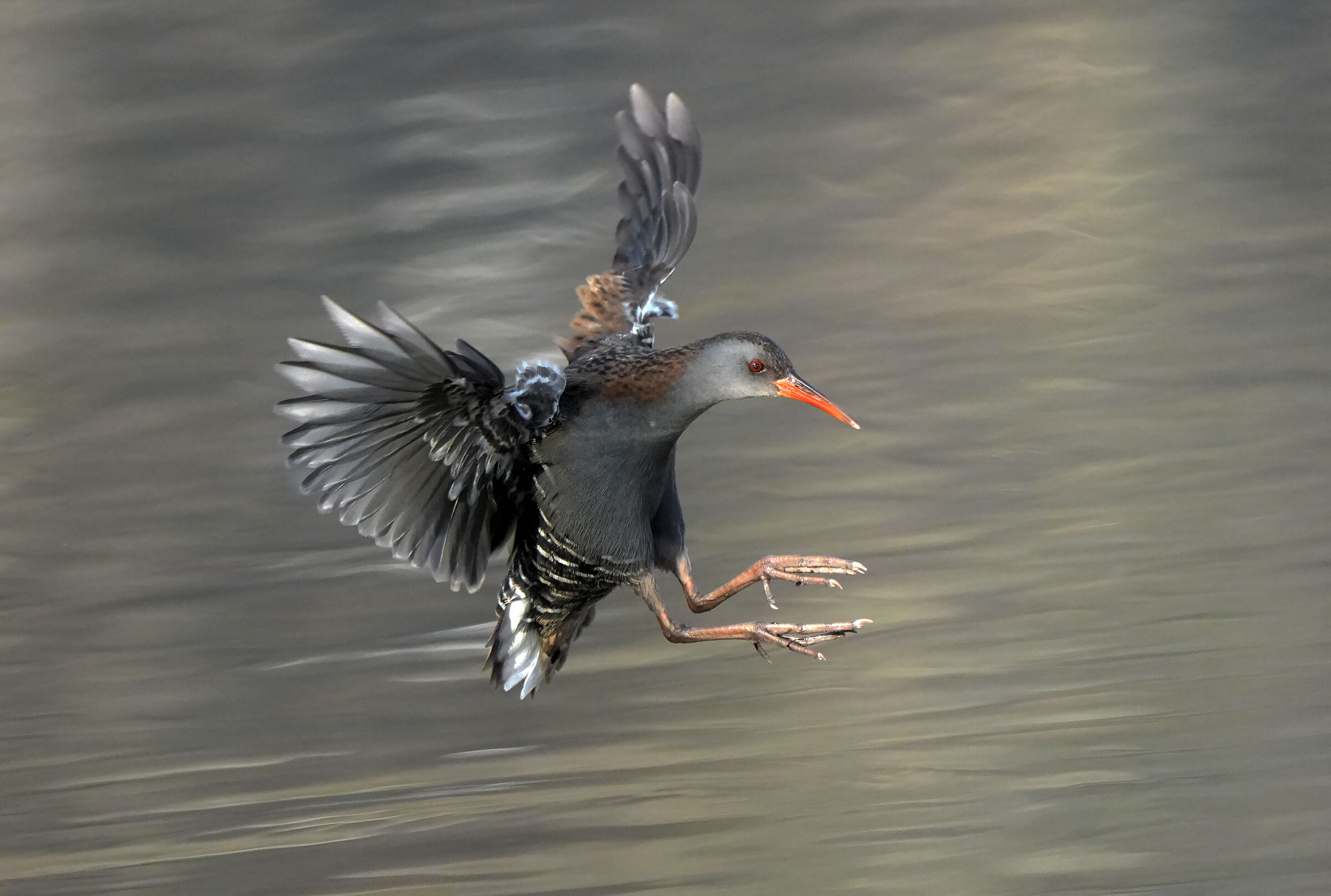 porciglione in frenata