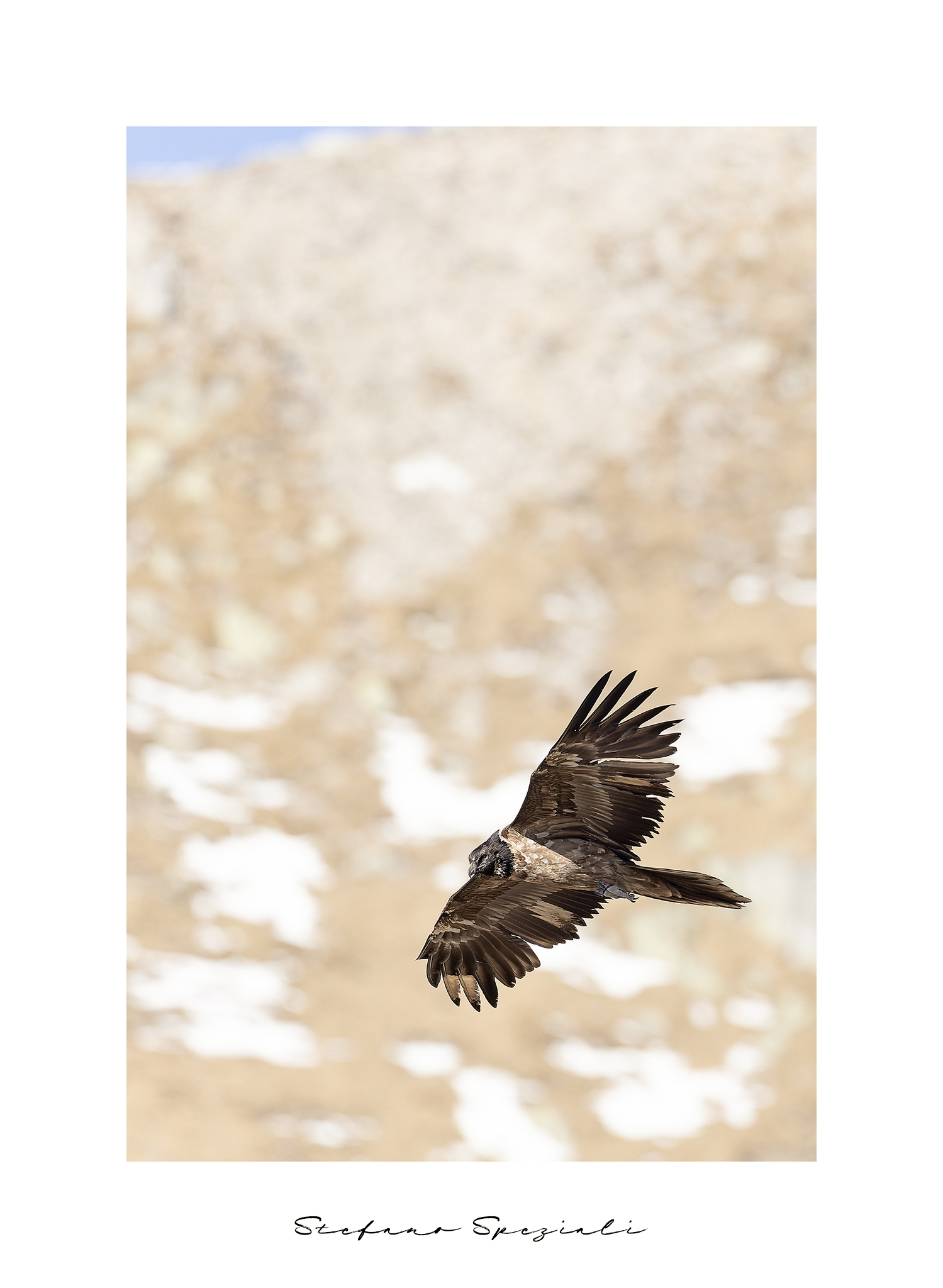 Bearded vulture - Gypaetus barbatus