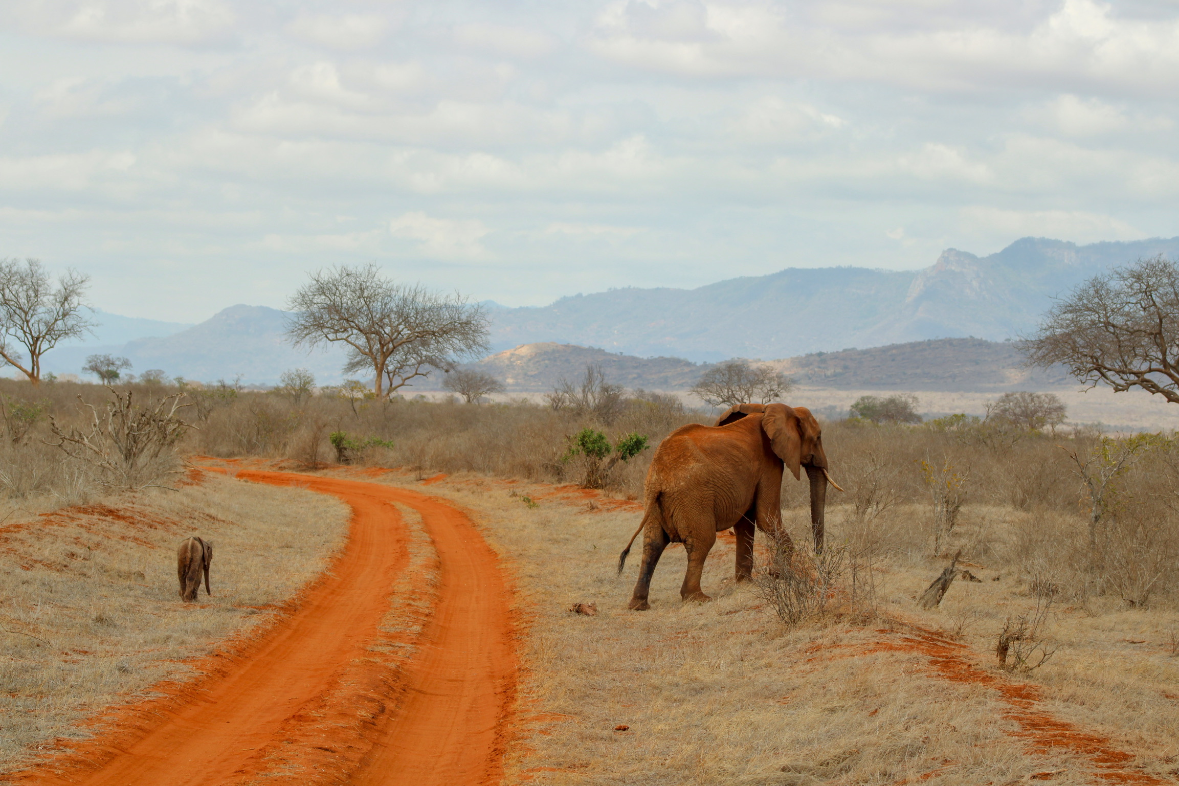 Mum and baby elephant