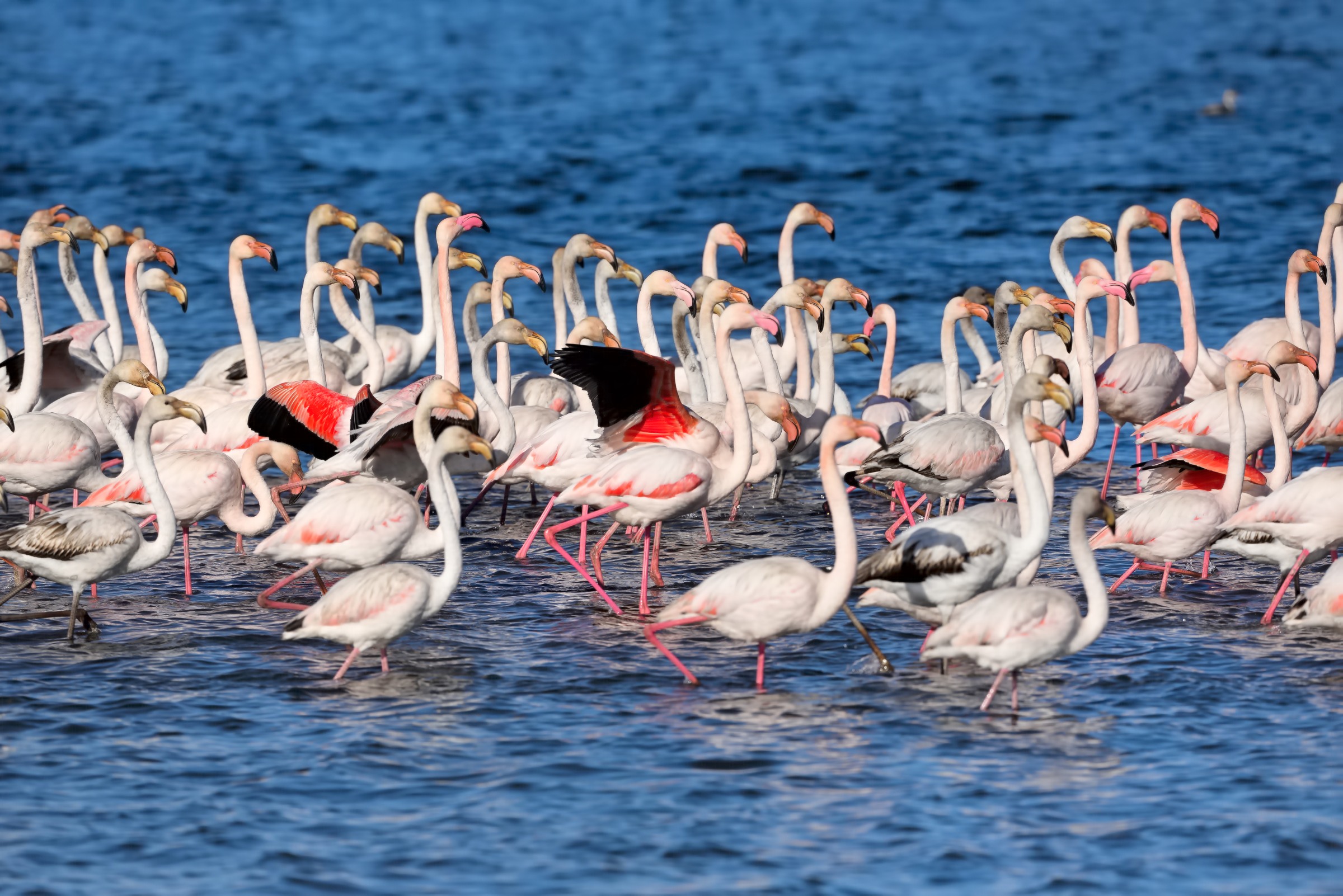 Danza di corteggiamento dei fenicotteri