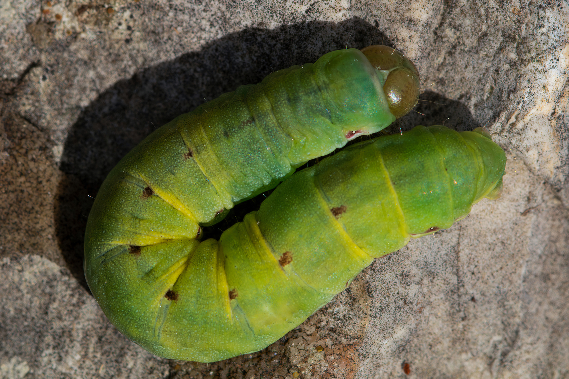 Caterpillar of Noctuidae sp.